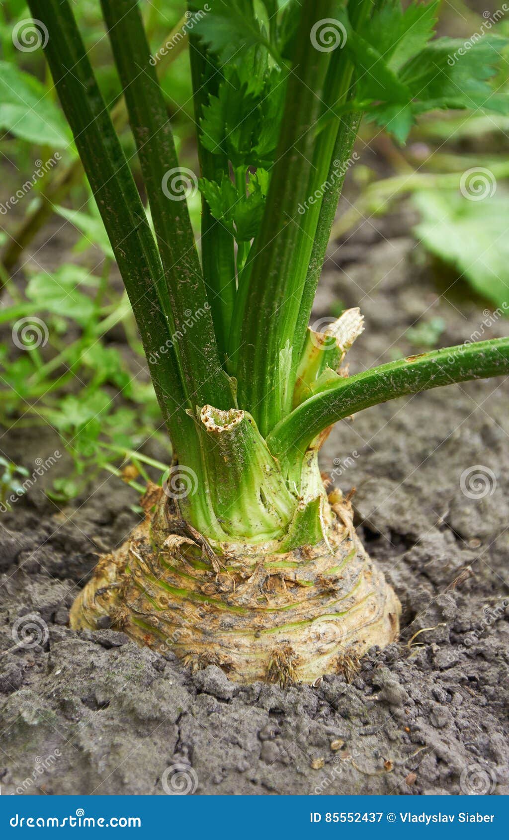 大根芹菜在土壤增长库存图片 图片包括有 大根芹菜在土壤增长库存图片 图片包括有