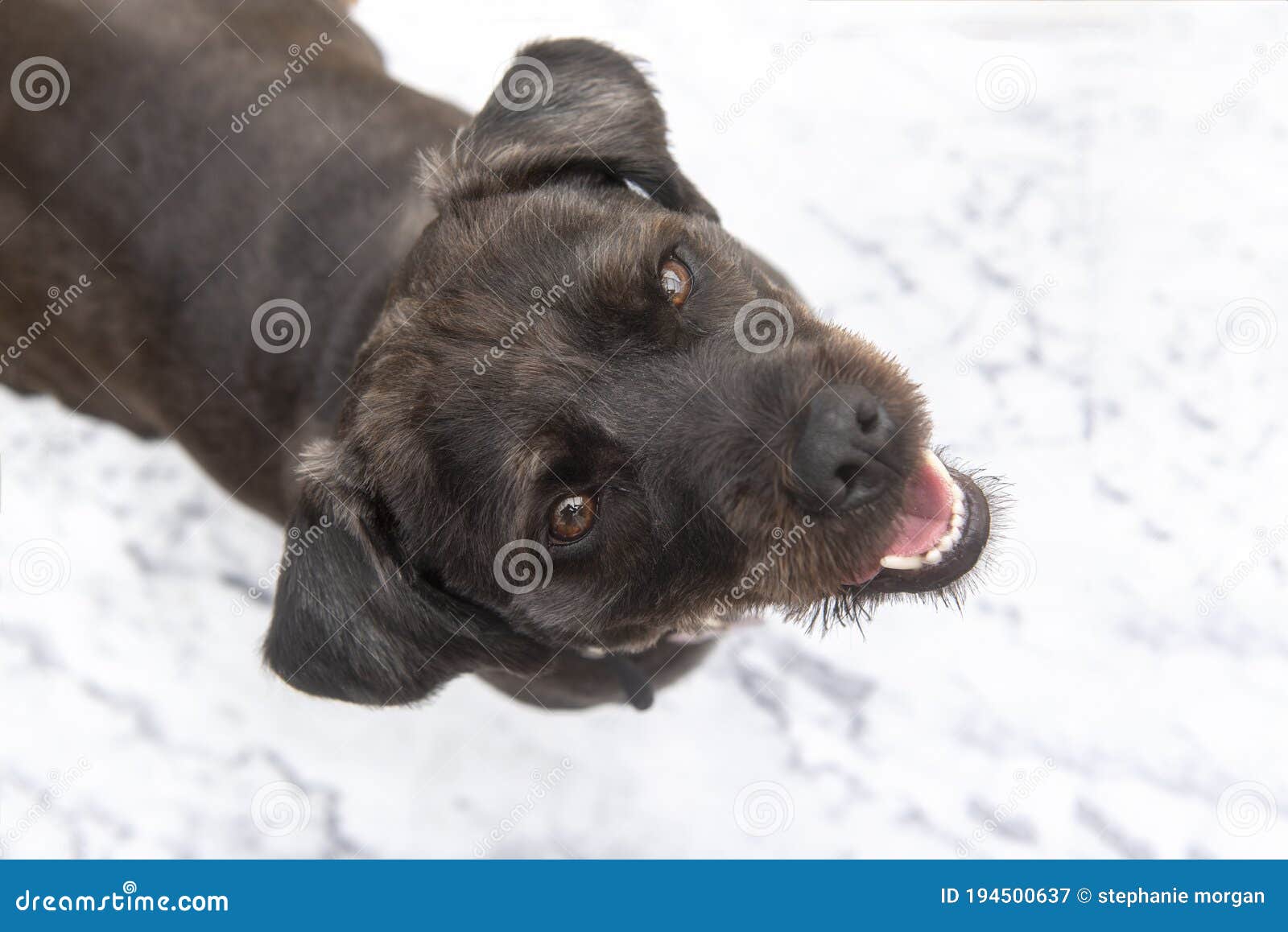 大理石背景中混合种的黑色梗犬库存图片 图片包括有查找 似犬 查出 开会 小狗 拉布拉多 大理石背景中混合种的黑色梗犬库存图片 图片包括有查找 似犬 查出 开会 小狗 拉布拉多