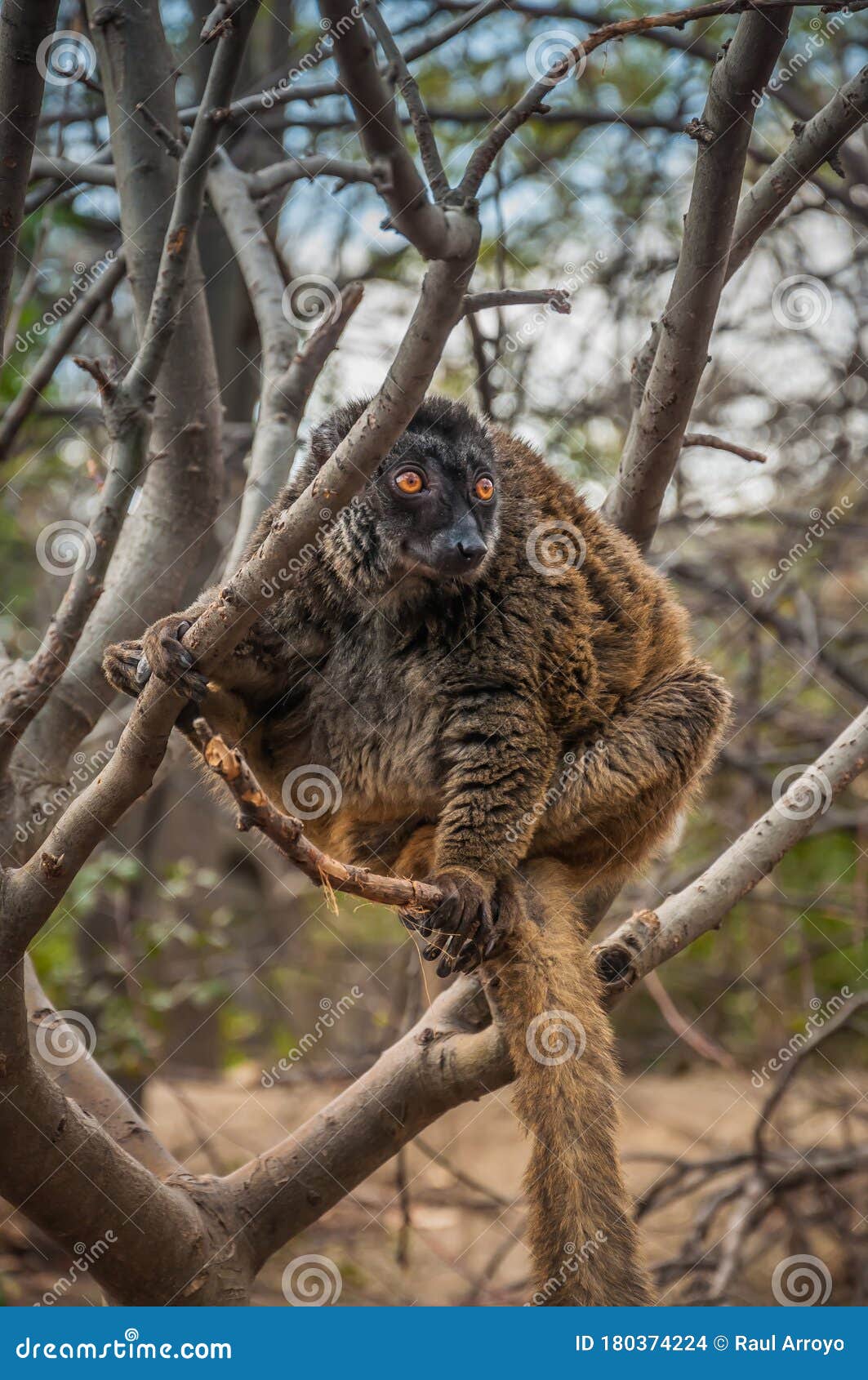 大竹狐猴在树上库存照片 图片包括有橙色 人们 生物 波儿地克的 室外 投反对票 一个
