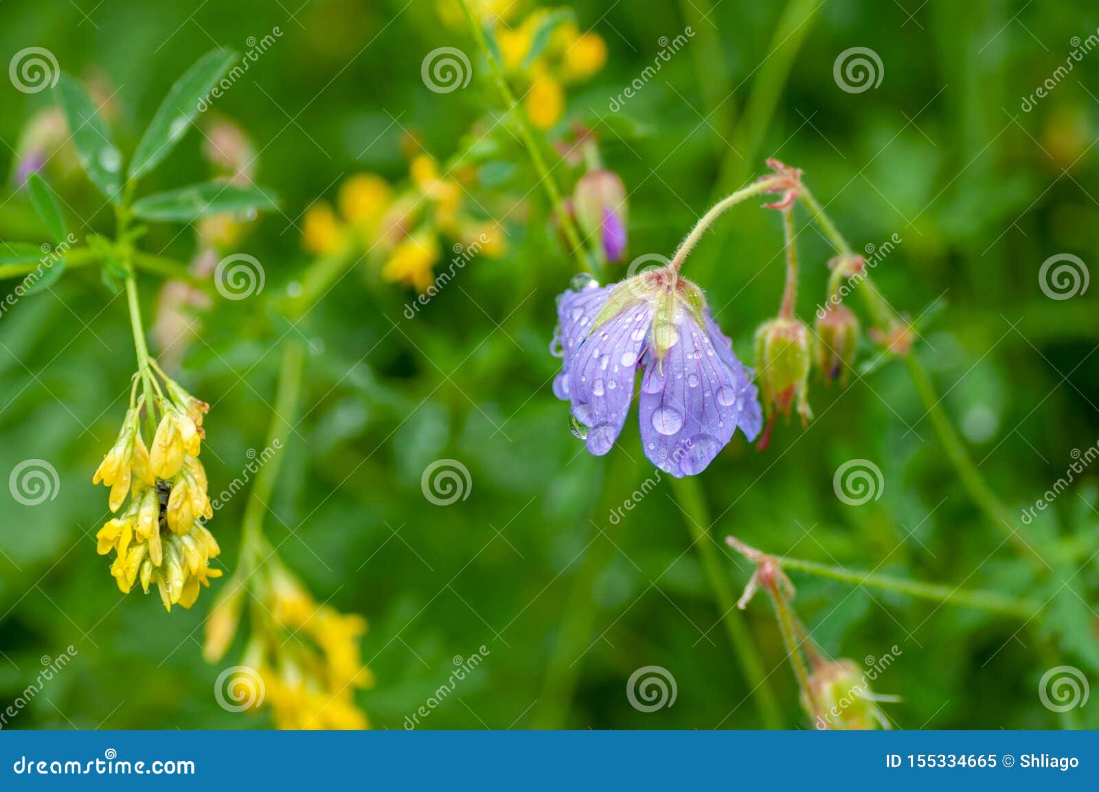 大竺葵 紫色cranesbill 是强壮的开花的草本四季不断的植物的种类类的大竺葵库存图片 图片包括有从事园艺 寻呼机
