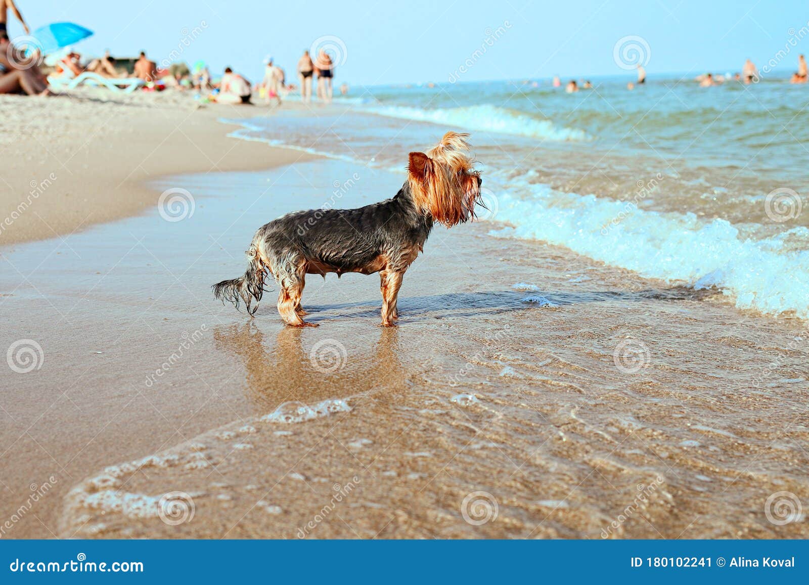 大约克郡梗犬是纯种的可爱纯种 欢快地在海滩上水里奔跑 潮湿而快乐旅游和休息动物自然库存图片 图片包括有 大约克郡梗犬是纯种的可爱纯种 欢快地在海滩上水里奔跑 潮湿而快乐旅游和休息动物自然库存图片 图片包括有