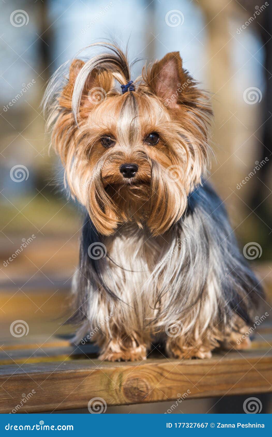 大自然近坐的约克郡梗犬库存图片 图片包括有大自然近坐的约克郡梗犬 大自然近坐的约克郡梗犬库存图片 图片包括有大自然近坐的约克郡梗犬