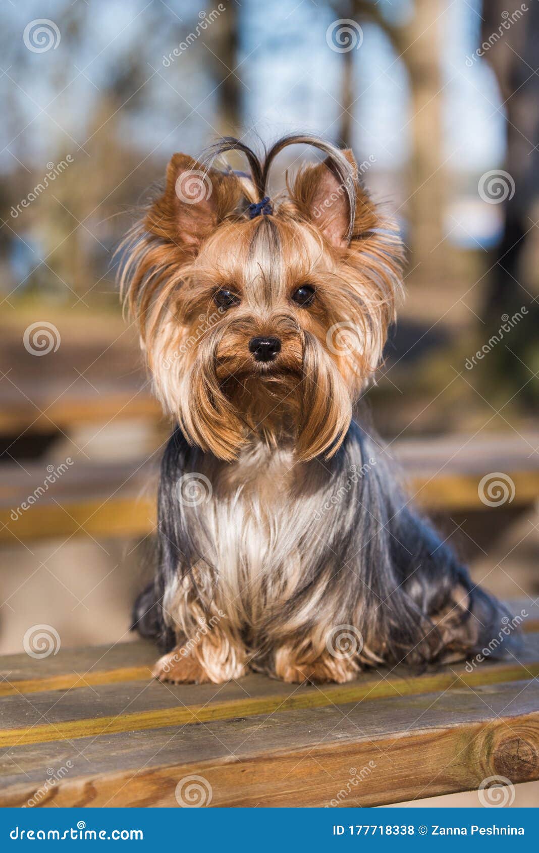大自然近坐的约克郡梗犬库存照片 图片包括有大自然近坐的约克郡梗犬 大自然近坐的约克郡梗犬库存照片 图片包括有大自然近坐的约克郡梗犬
