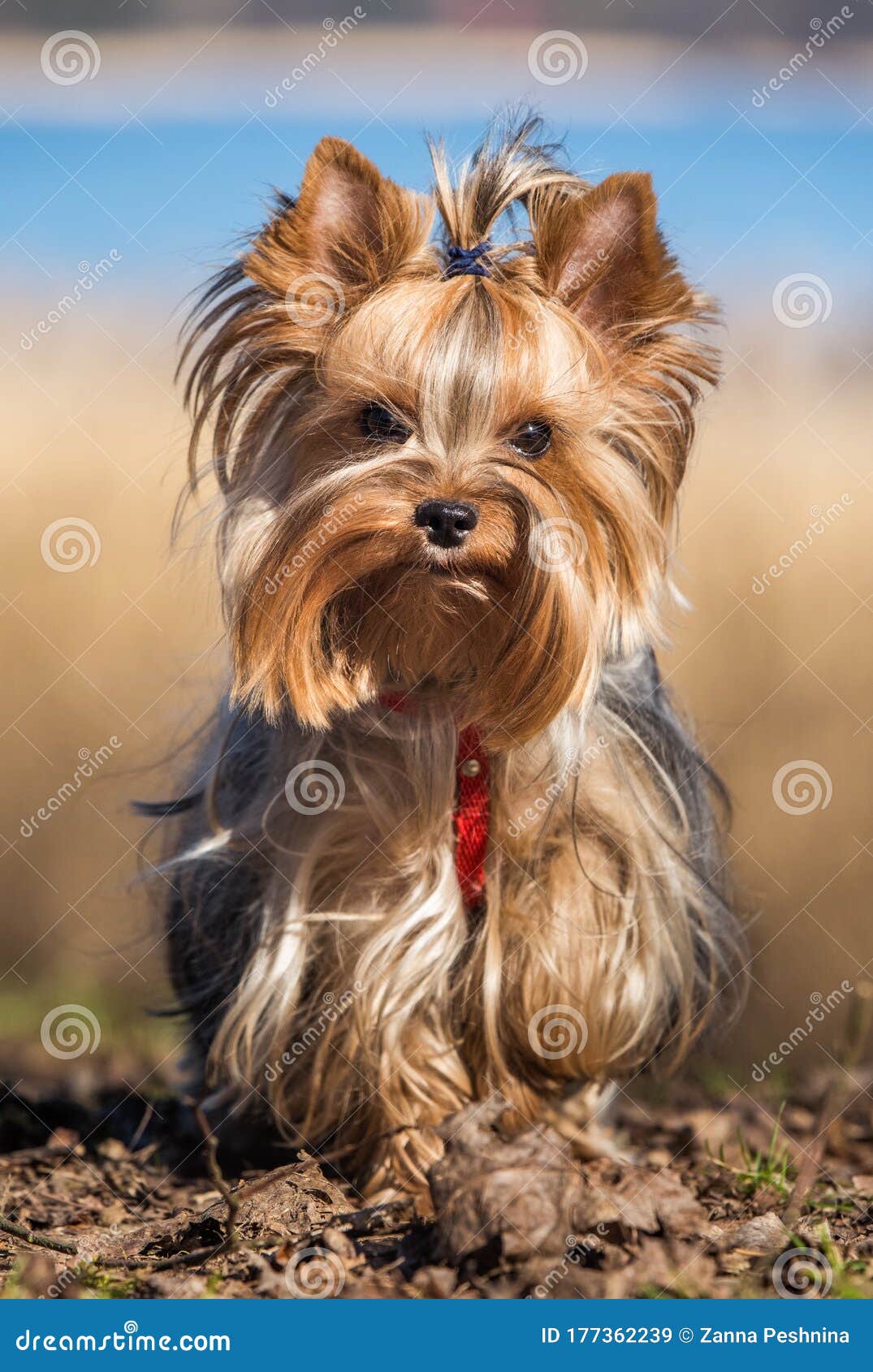 大自然近坐的约克郡梗犬库存图片 图片包括有大自然近坐的约克郡梗犬 大自然近坐的约克郡梗犬库存图片 图片包括有大自然近坐的约克郡梗犬