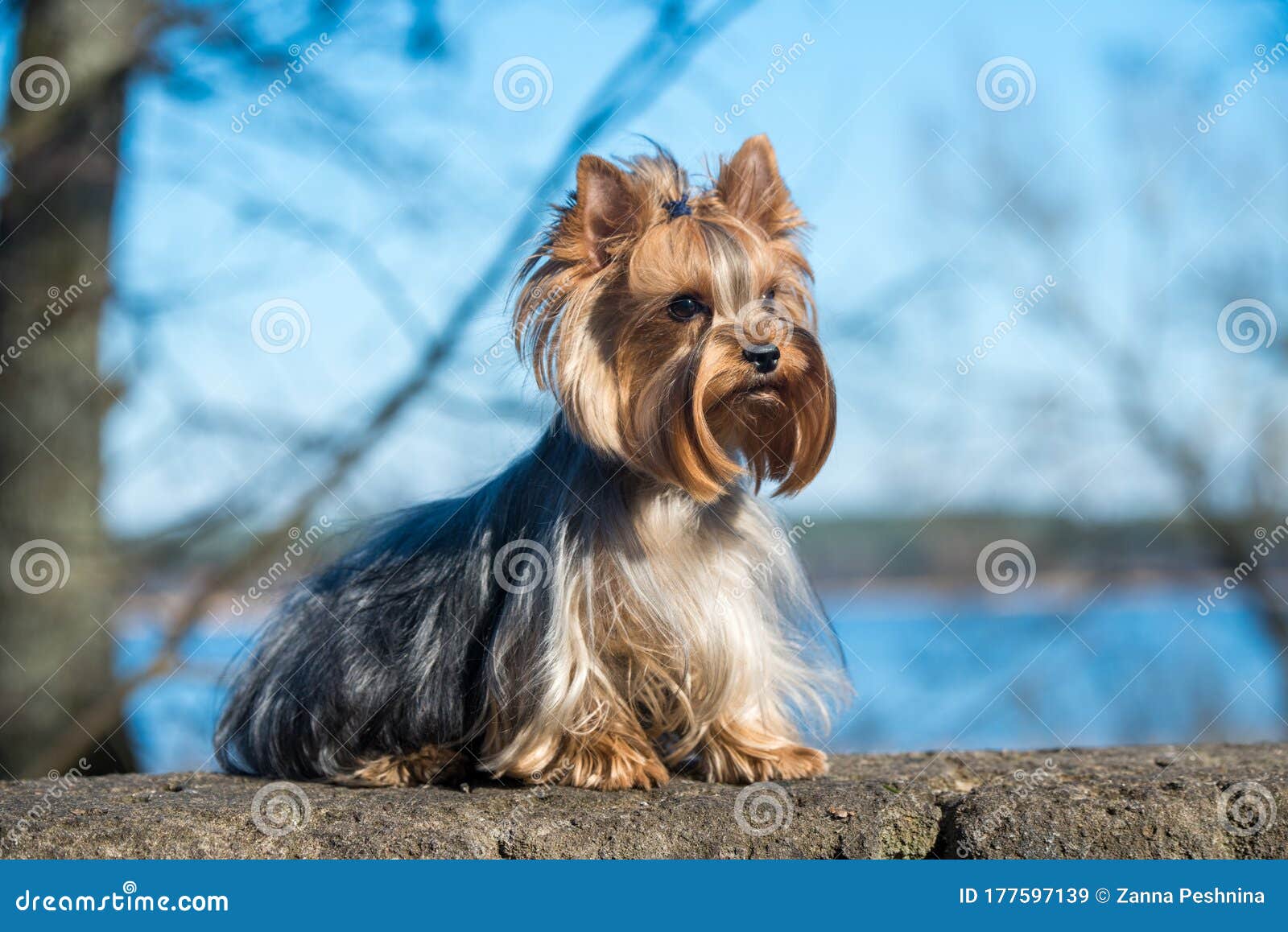 大自然近坐的约克郡梗犬库存图片 图片包括有大自然近坐的约克郡梗犬 大自然近坐的约克郡梗犬库存图片 图片包括有大自然近坐的约克郡梗犬