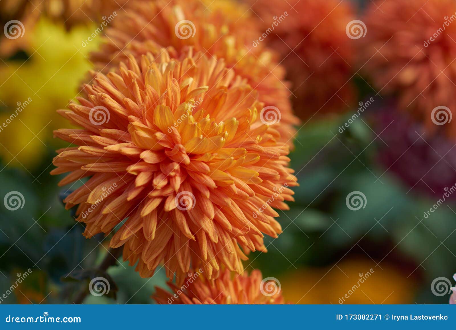大花菊秋代植物园中的橙菊一种桔色菊花装饰组合物库存图片 图片包括有室外 编排者 绽放 玻色子 大花菊秋代植物园中的橙菊一种桔色菊花装饰组合物库存图片 图片包括有室外 编排者 绽放 玻色子