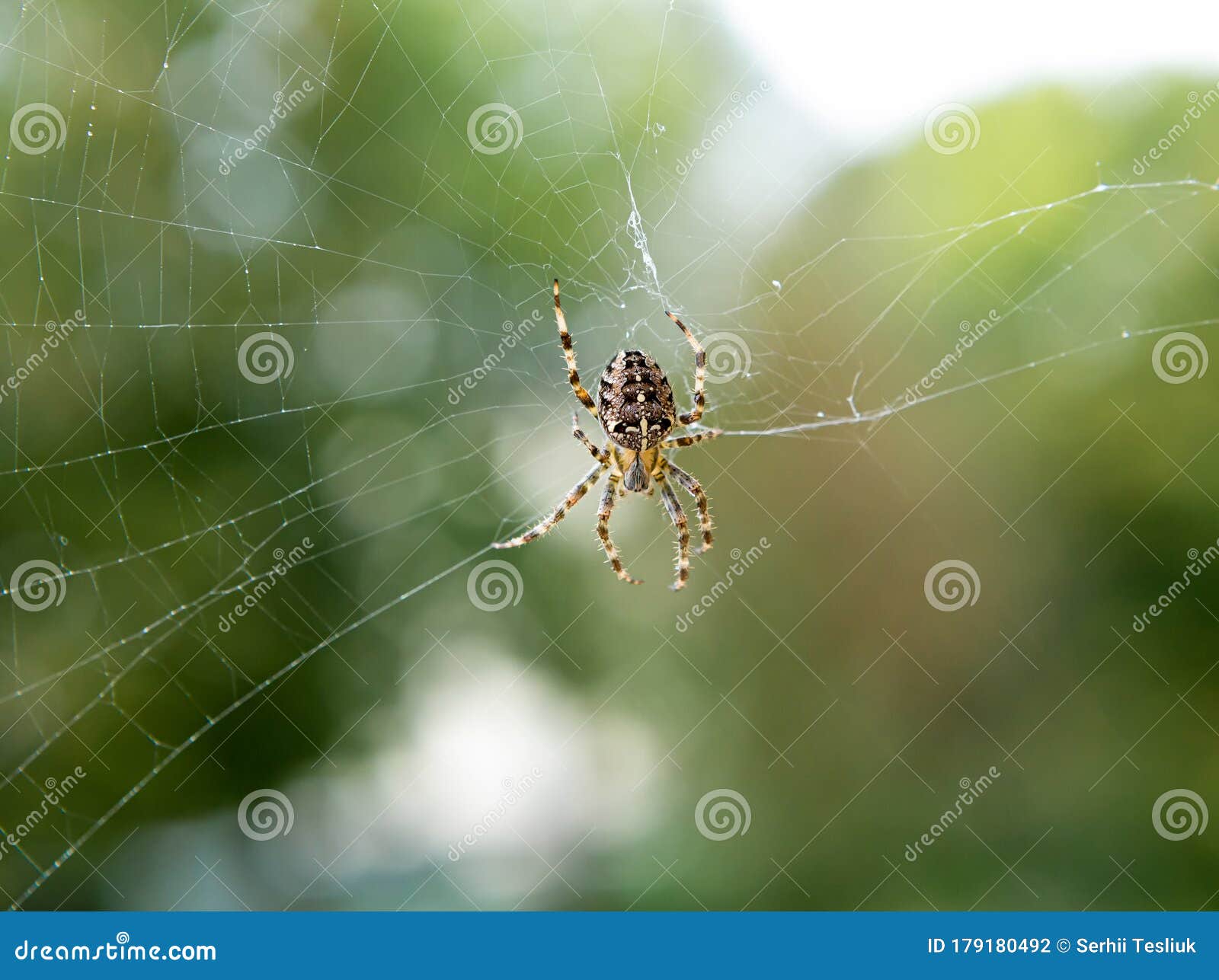 大花蜘蛛公园里的危险蜘蛛网特写蜘蛛编织了一张网库存照片 图片包括有蜘蛛网特写 公园里的危险 179180492