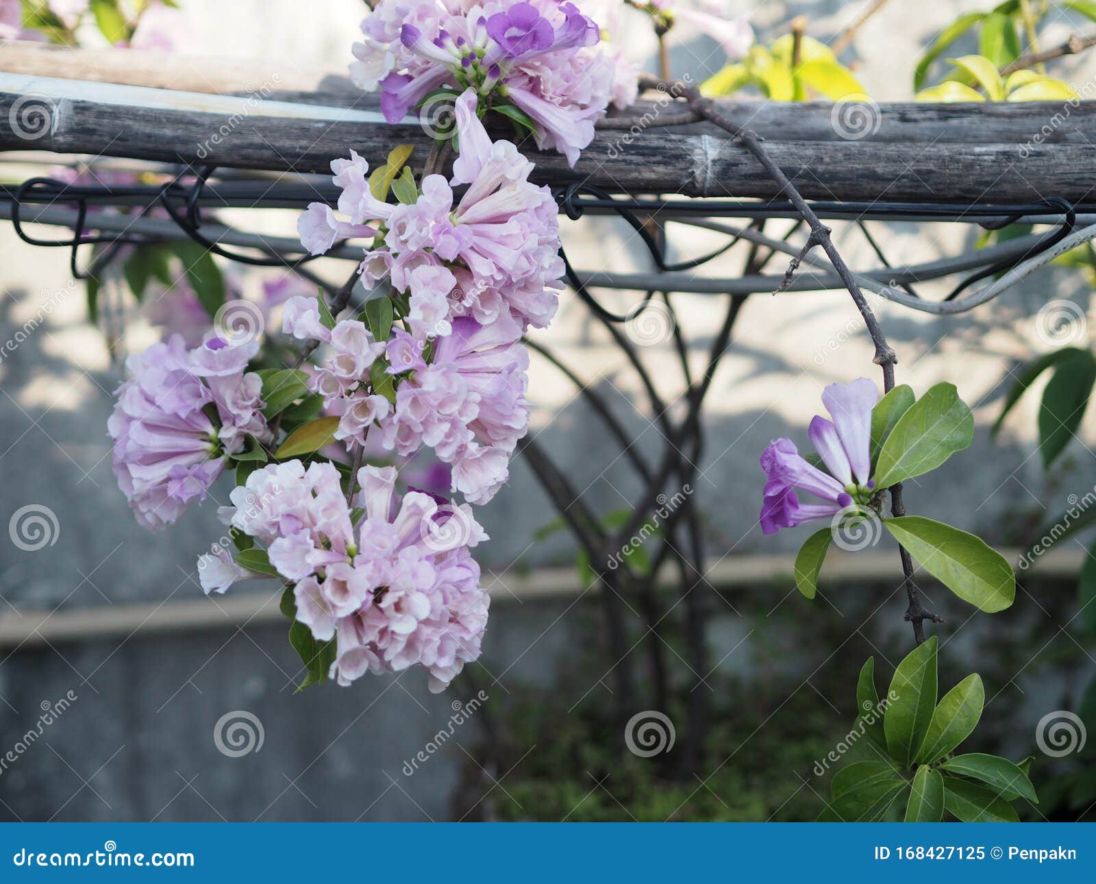 大蒜藤紫花木兰植物 木兰科 甘露菊名 淡紫色花 库存图片 图片包括有特写镜头 宏指令 五颜六色 大蒜藤紫花木兰植物 木兰科 甘露菊名 淡紫色花 库存图片 图片包括有特写镜头 宏指令 五颜六色