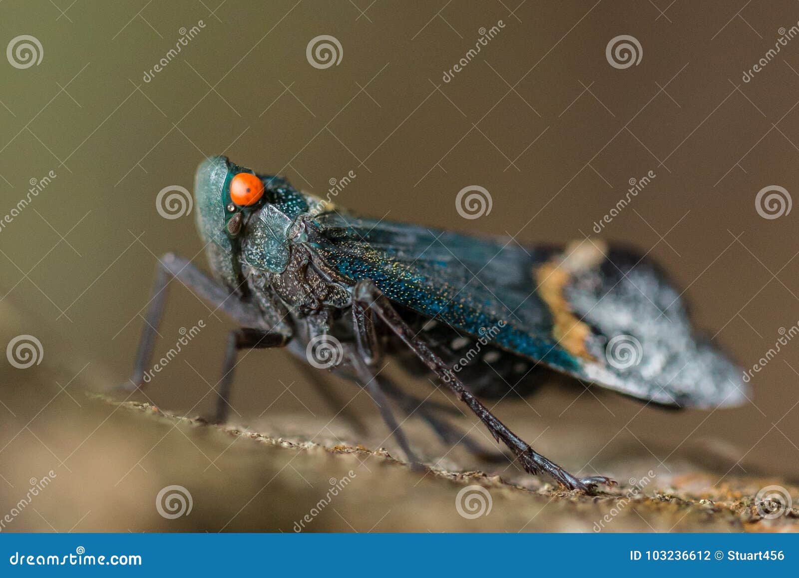 大蓝色昆虫宏指令在tangkoko国家公园北部苏拉威西岛 印度尼西亚库存照片 图片包括有北部苏拉威西岛 印度尼西亚 大蓝色昆虫宏指令在tangkoko国家公园