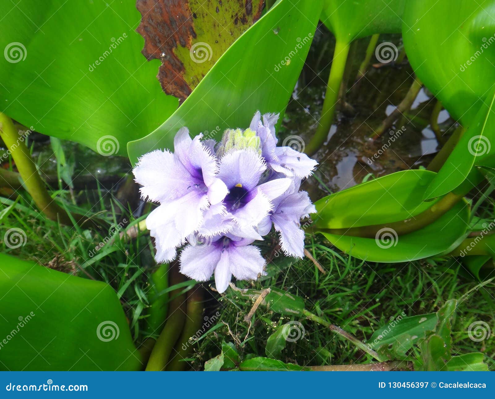 大蓝色花钉 水生植物 凤眼兰或水兰花库存图片 图片包括有