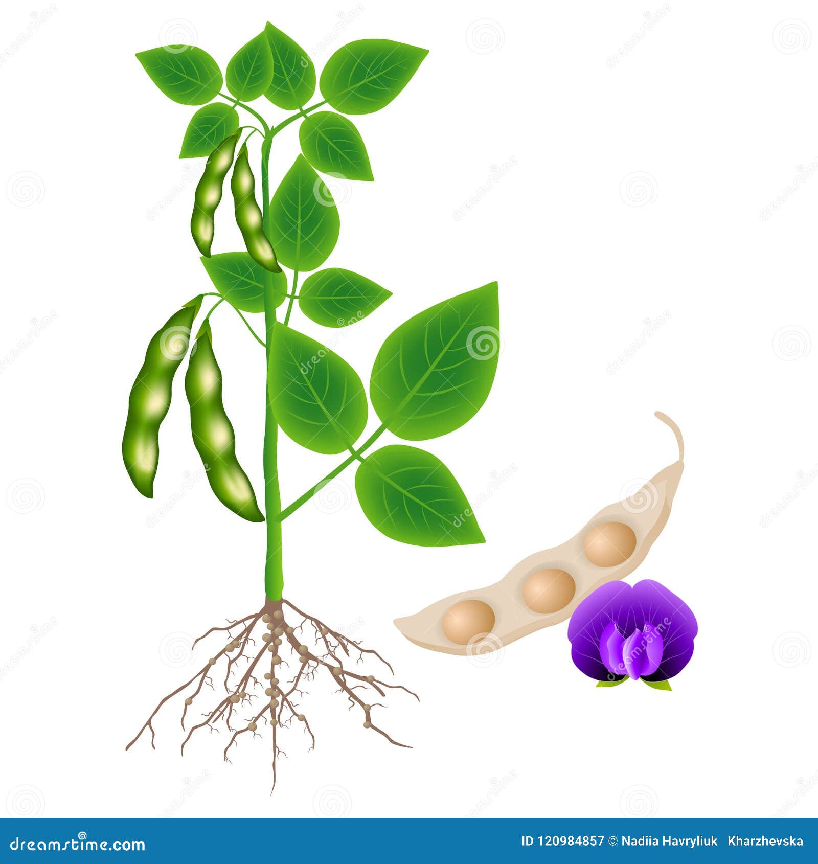 大豆植物用荚和花在白色背景向量例证 插画包括有谷物 紫色 蛋白质 膳食 成熟 原始 查出