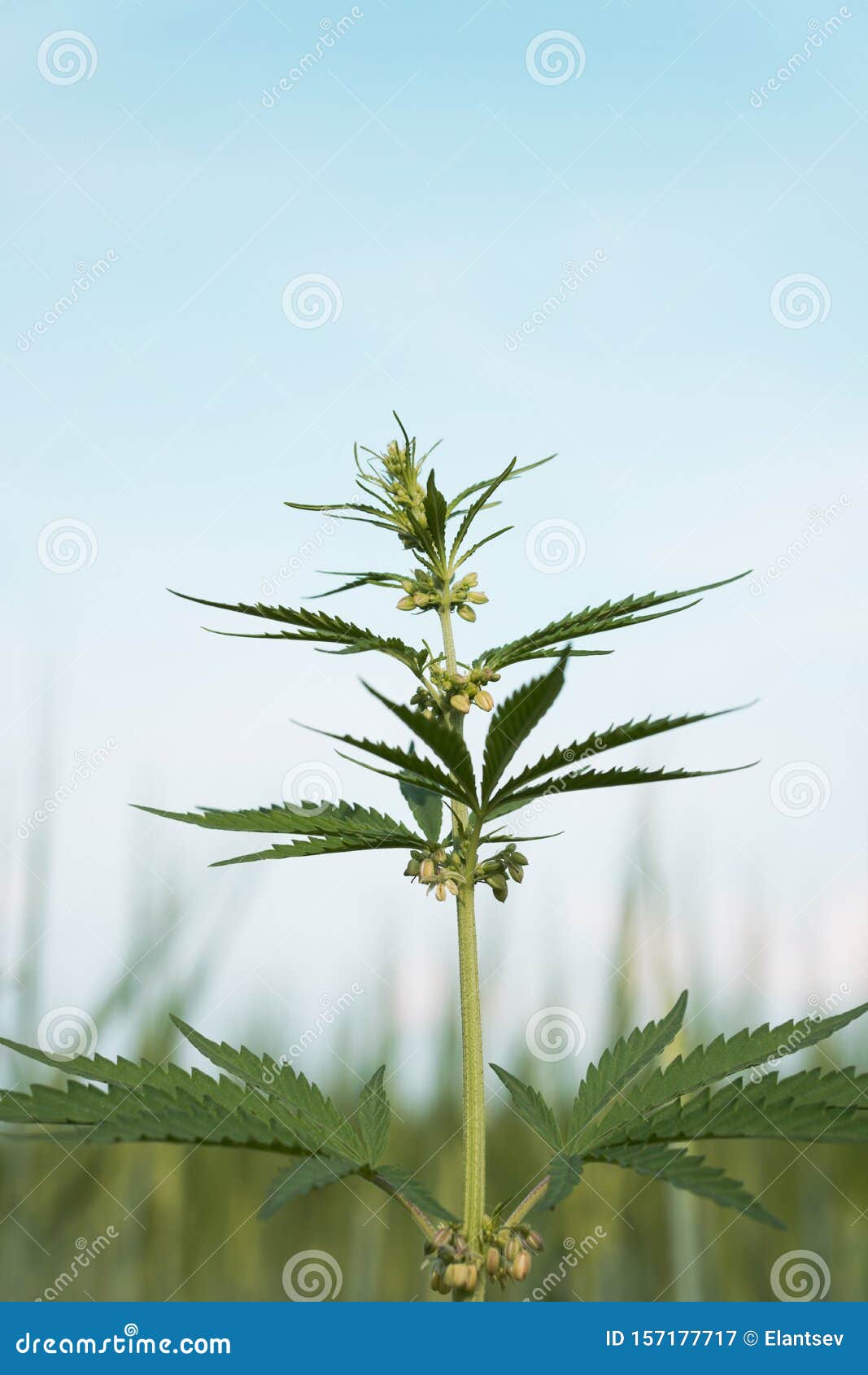 大麻叶 医用大麻绿地背光大麻花和种子大麻植物叶高生库存图片 图片包括有问题的 上瘾