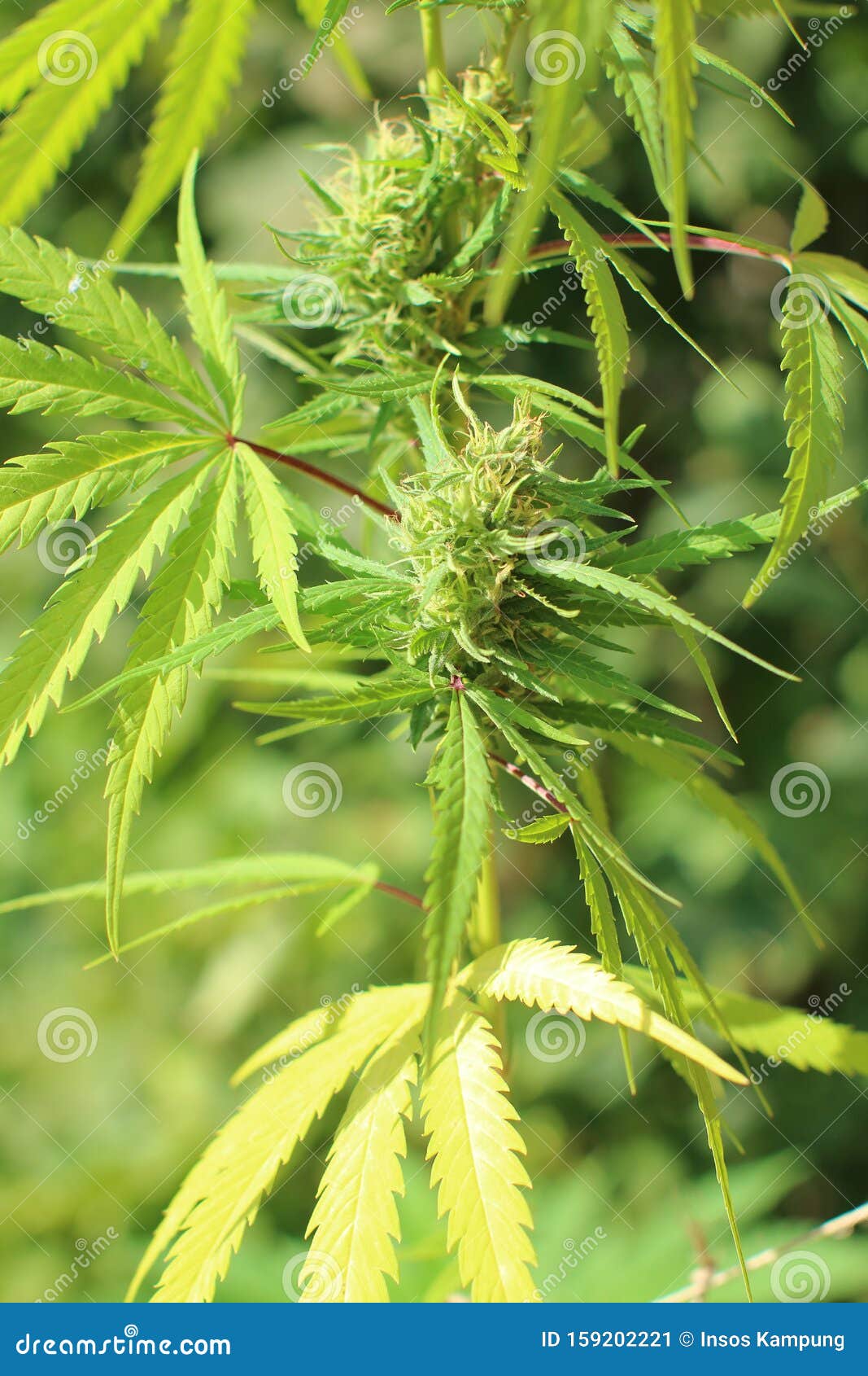 大麻叶和花库存图片 图片包括有大麻叶和花