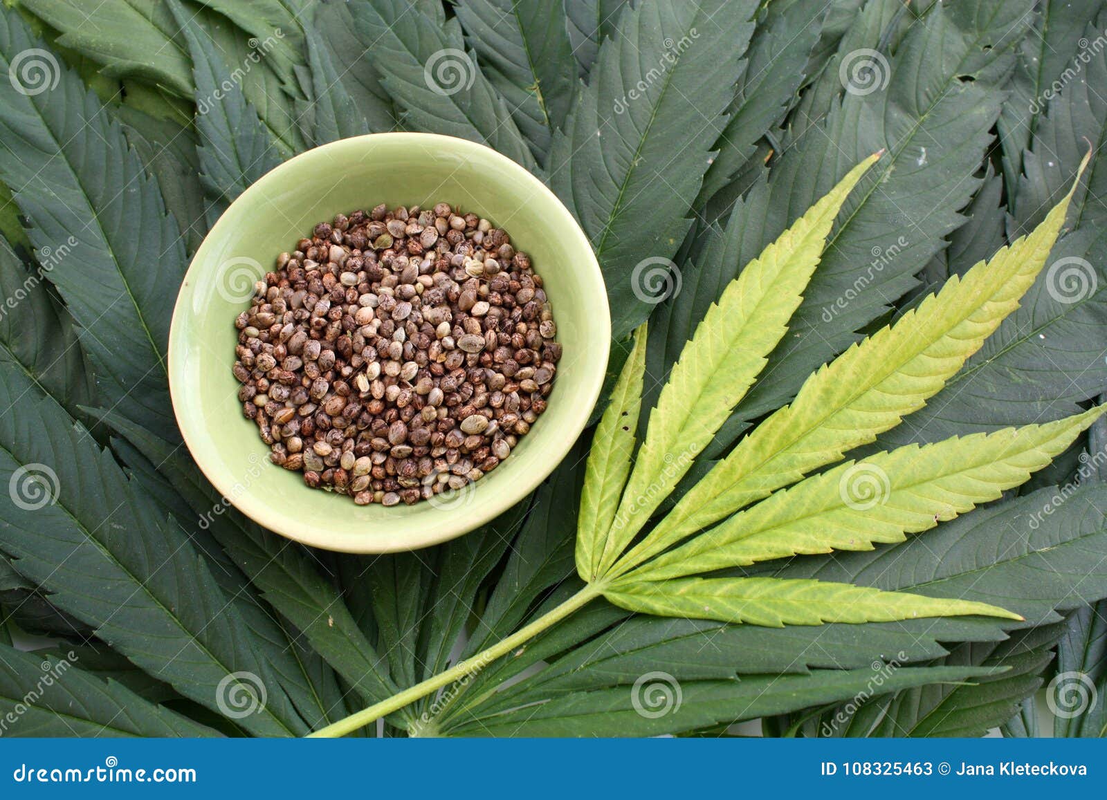 大麻大麻在ganja的大麻种子离开背景库存图片 图片包括有
