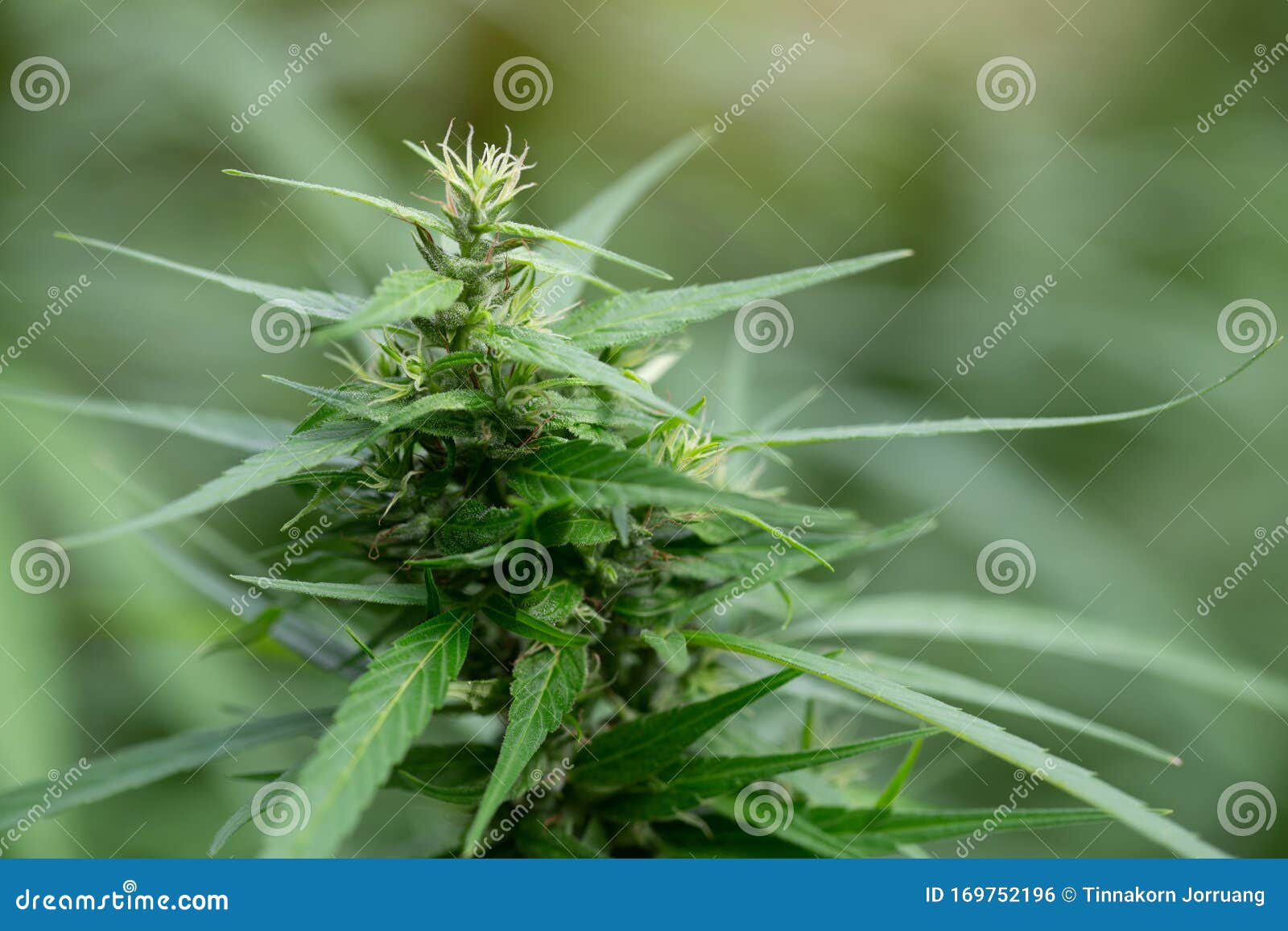 大麻大麻大麻草植物花芽封闭大药大麻种植大麻花大麻植物合法库存照片 图片包括有农夫 开花