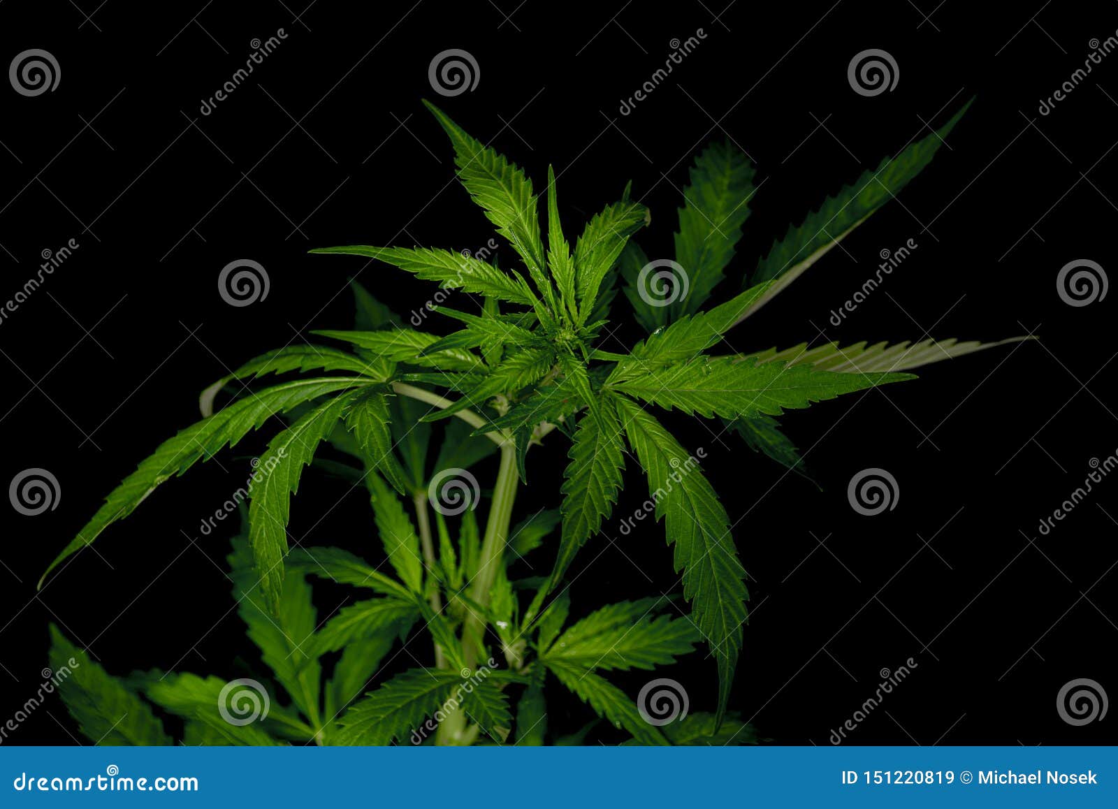 大麻年轻自动glueberry品种有黑背景库存图片 图片包括有大麻年轻自动glueberry品种有黑背景 大麻年轻自动glueberry品种有黑背景库存图片 图片包括有大麻年轻自动glueberry品种有黑背景