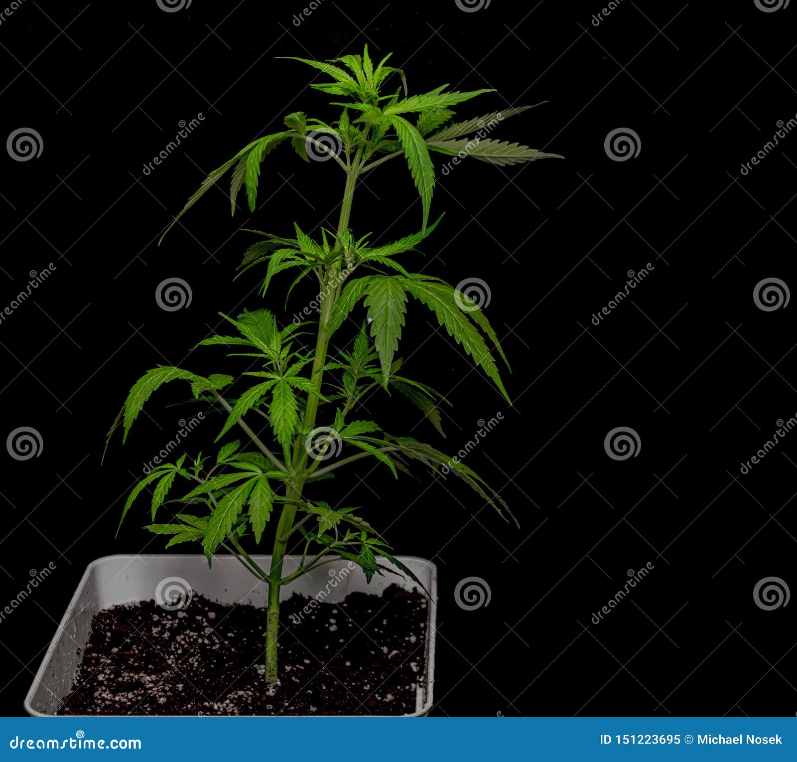 大麻年轻自动glueberry品种有黑背景库存图片 图片包括有