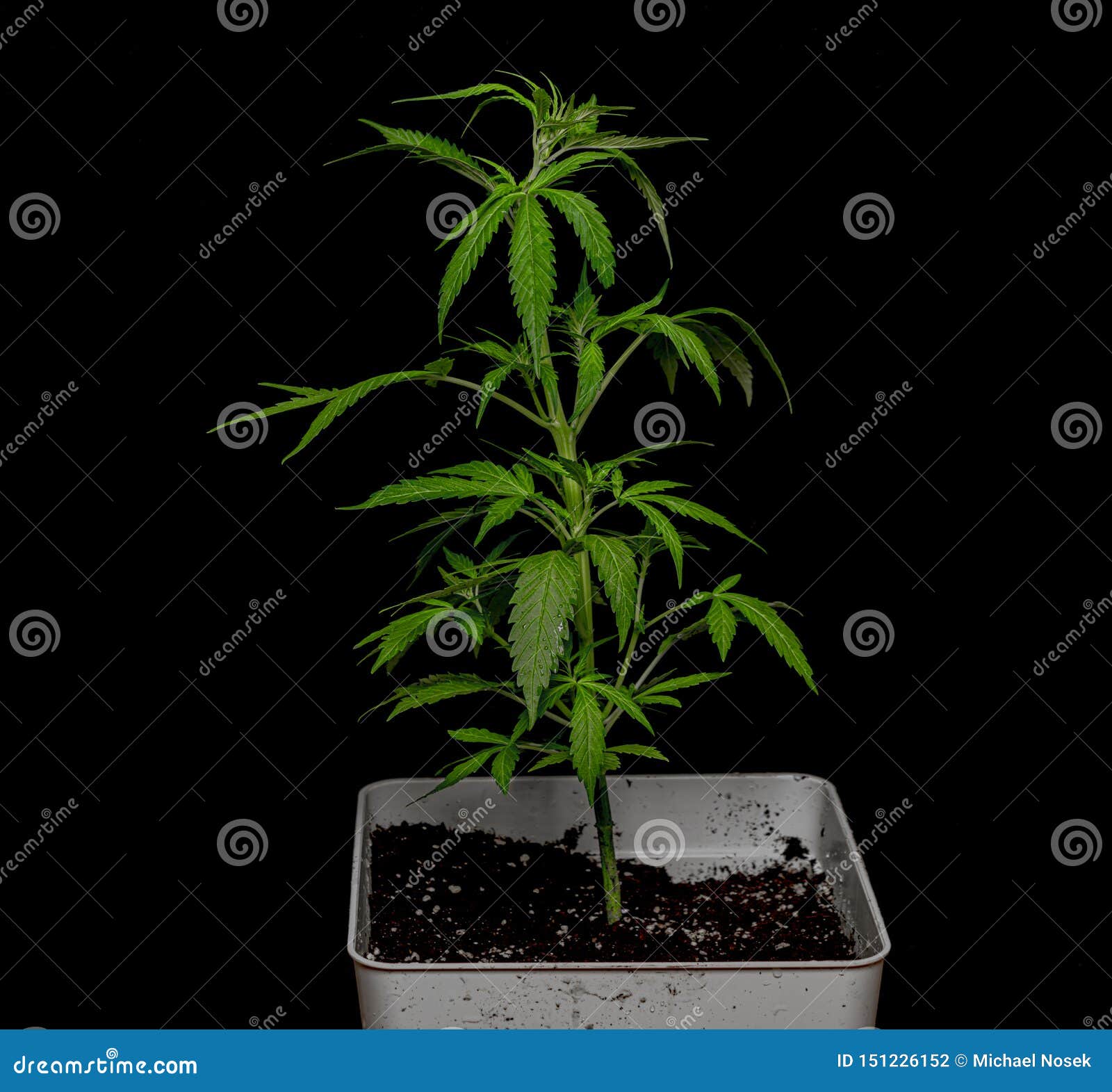 大麻年轻自动glueberry品种有黑背景库存照片 图片包括有大麻年轻自动glueberry品种有黑背景 大麻年轻自动glueberry品种有黑背景库存照片 图片包括有大麻年轻自动glueberry品种有黑背景