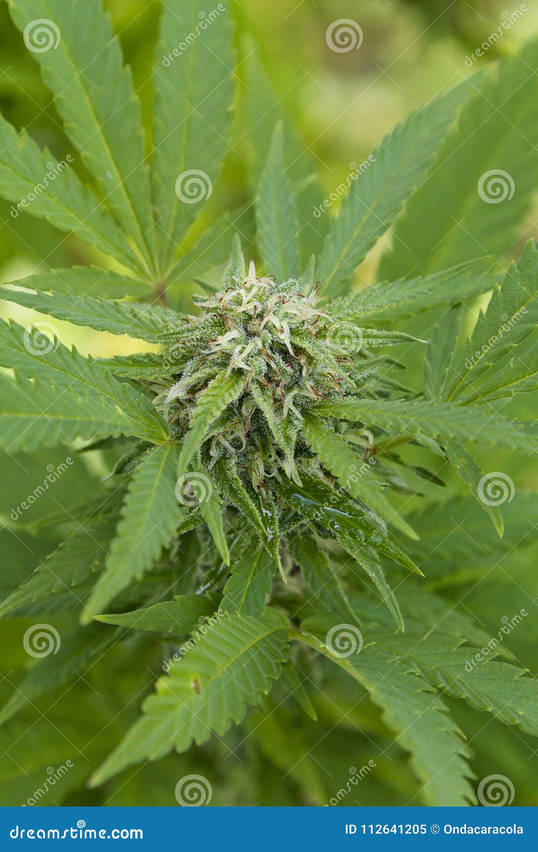 大麻植物花库存图片 图片包括有大麻植物花