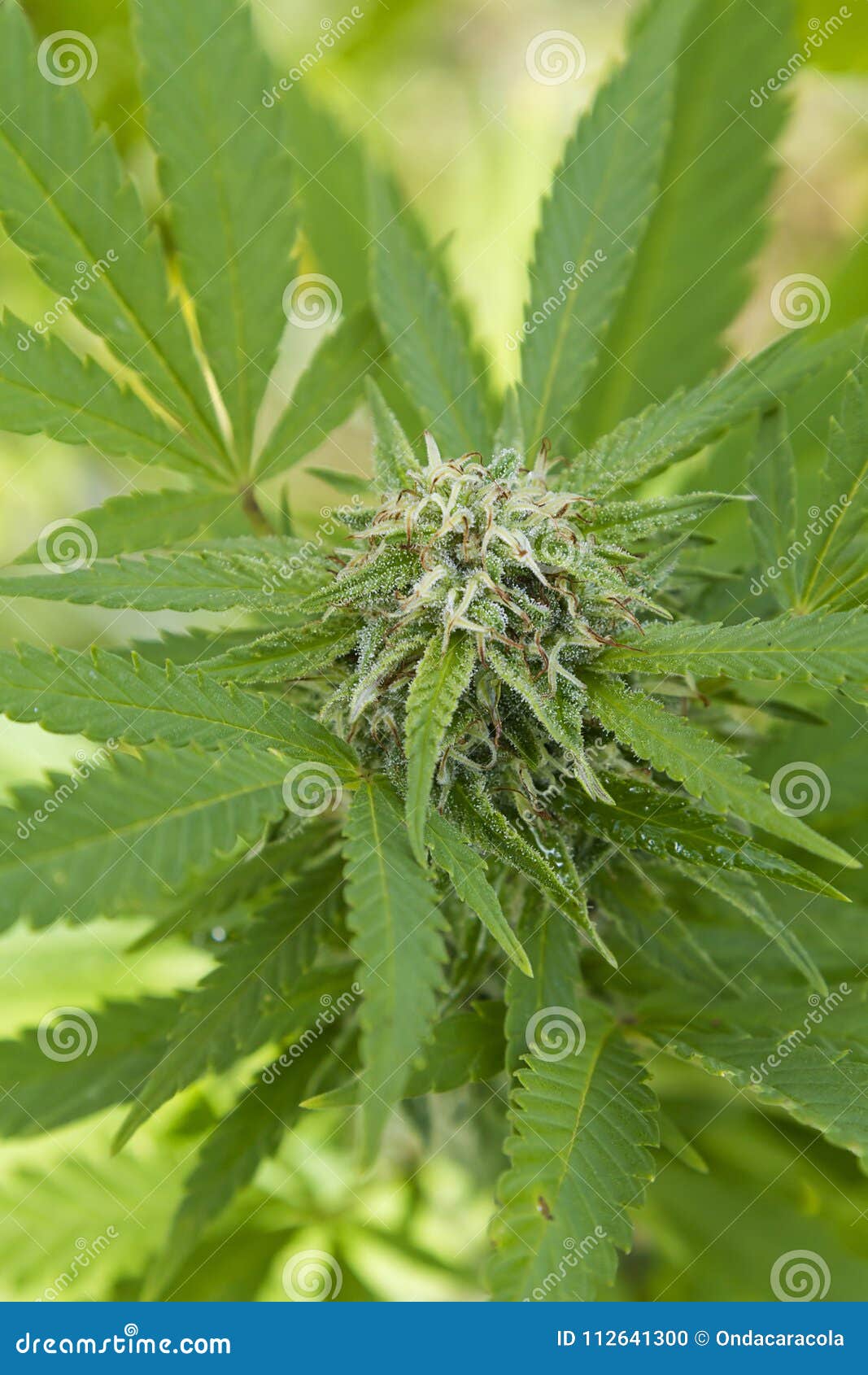 大麻植物花库存照片 图片包括有大麻植物花