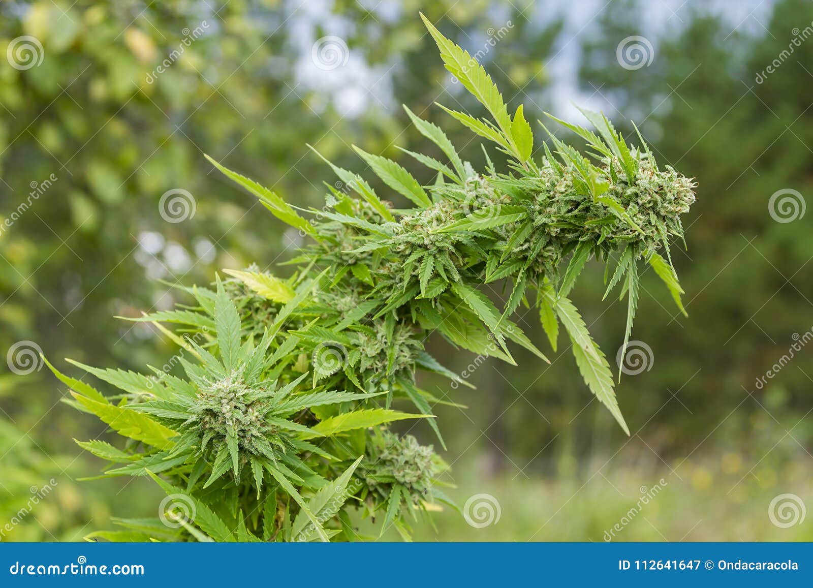 大麻植物花库存图片 图片包括有