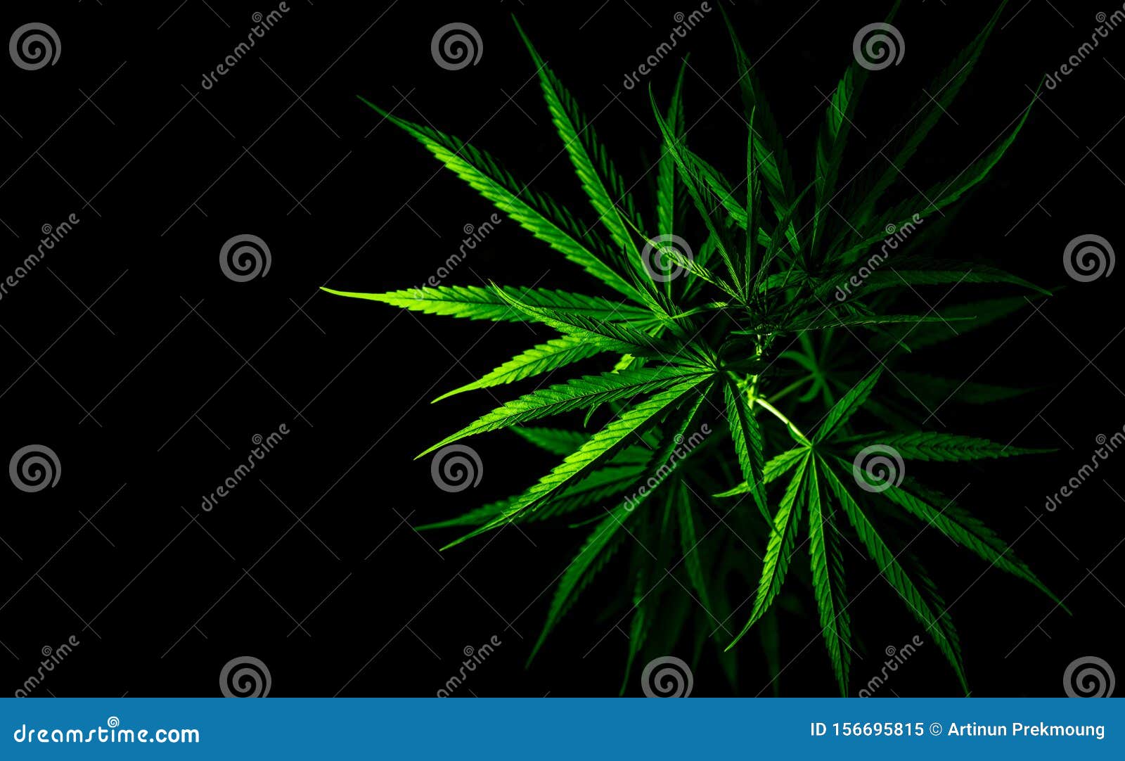 大麻植物大麻大麻有cbd 黑色背景中的大麻草绿叶大麻农场大麻种植库存图片 图片包括有 大麻植物大麻大麻有cbd 黑色背景中的大麻草绿叶大麻农场大麻种植库存图片 图片包括有