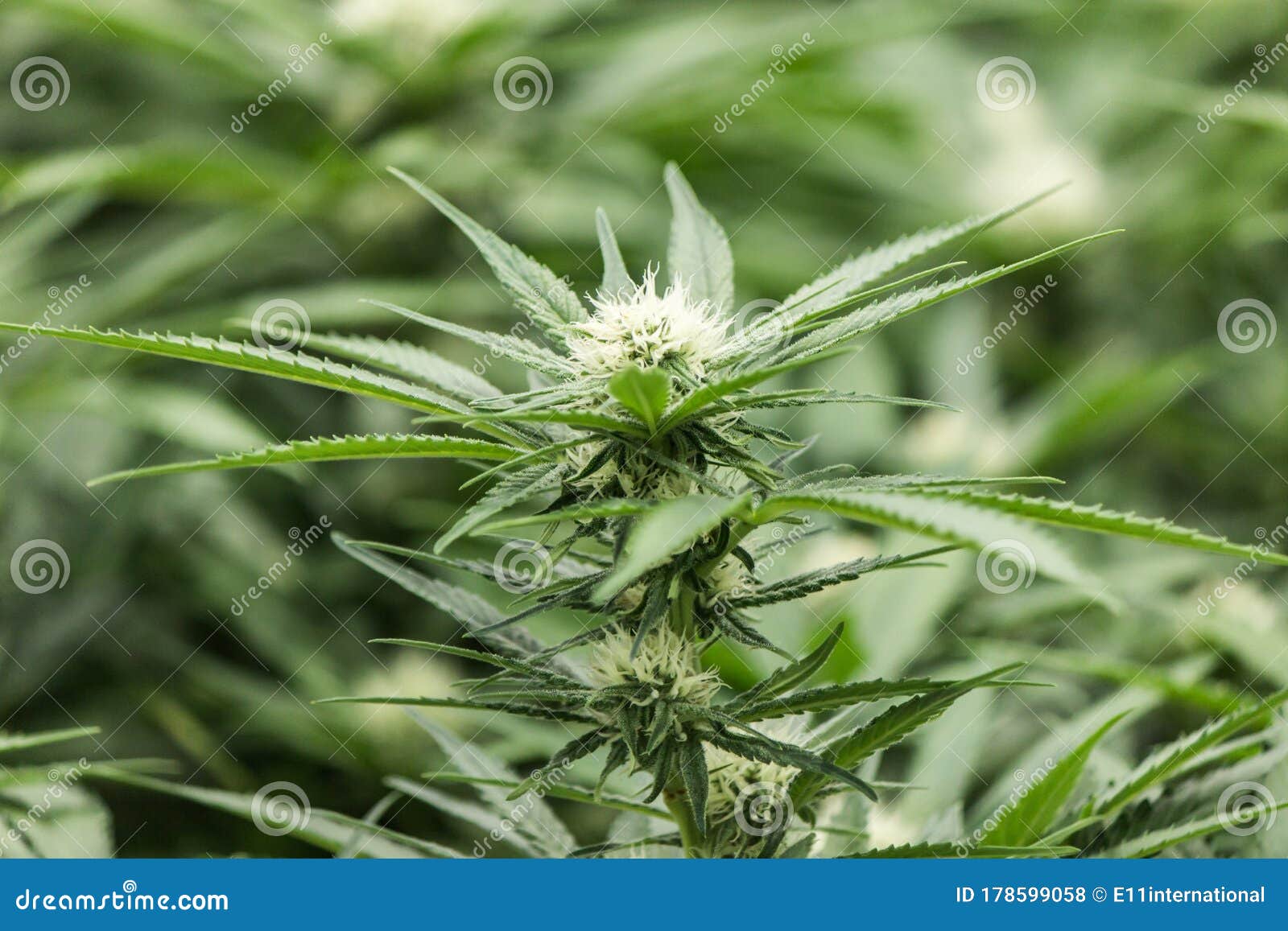 大麻母植大麻雌性花叶库存照片 图片包括有大麻母植大麻雌性花叶