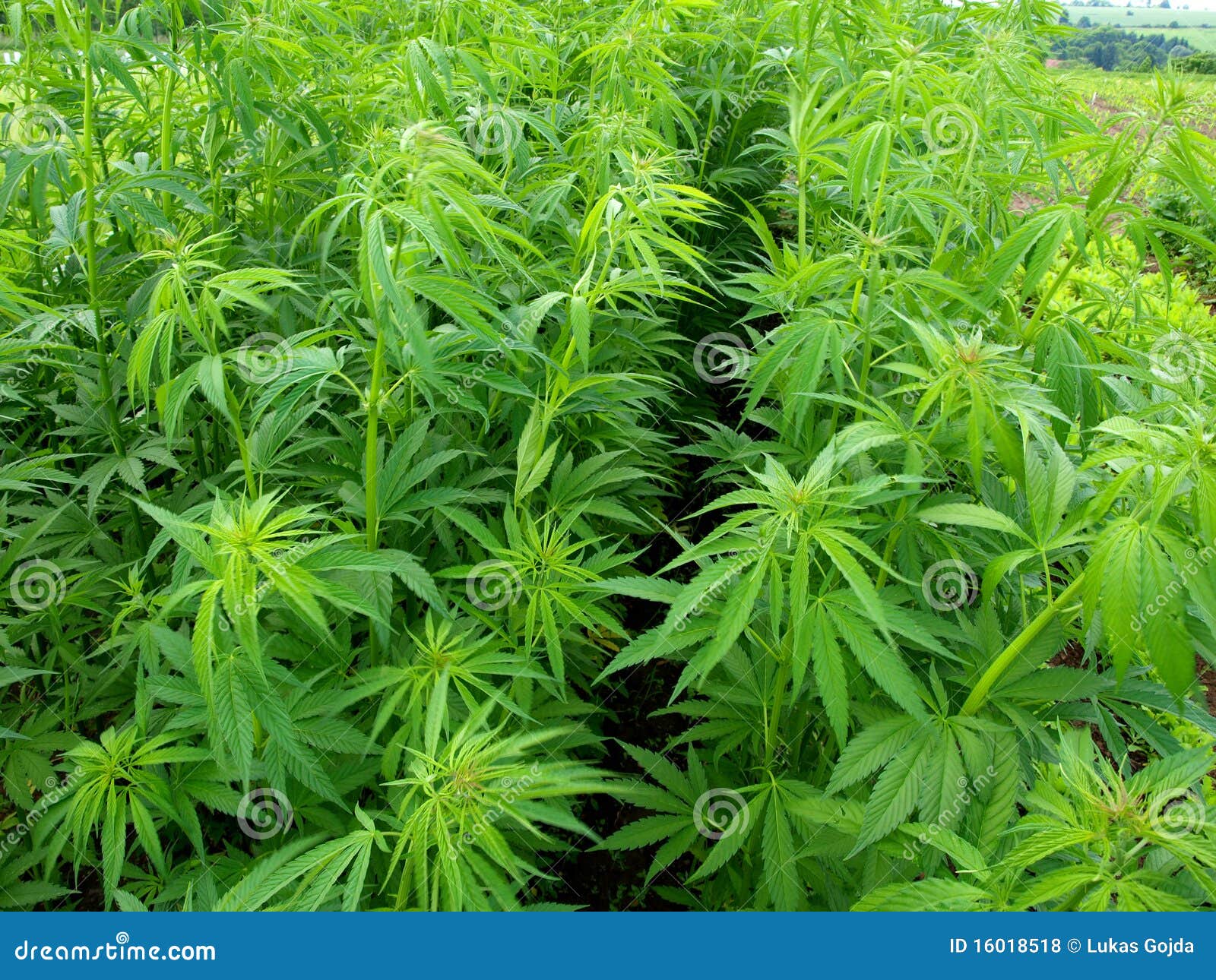 大麻种植年轻人库存照片 图片包括有培养 生长 非法 室内 工厂 空间 加纳 叶子 医疗
