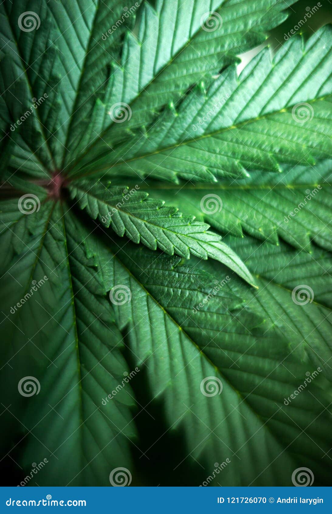 大麻背景留给草大杂草库存照片 图片包括有 大麻背景留给草大杂草库存照片 图片包括有