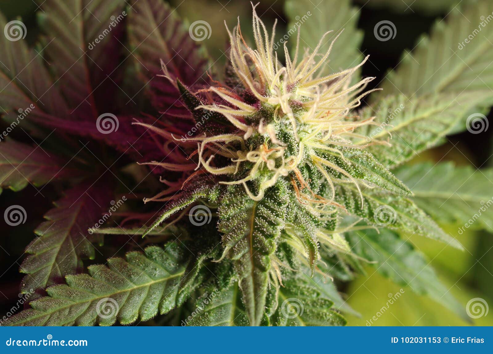 大麻花库存图片 图片包括有医疗 大麻 健康