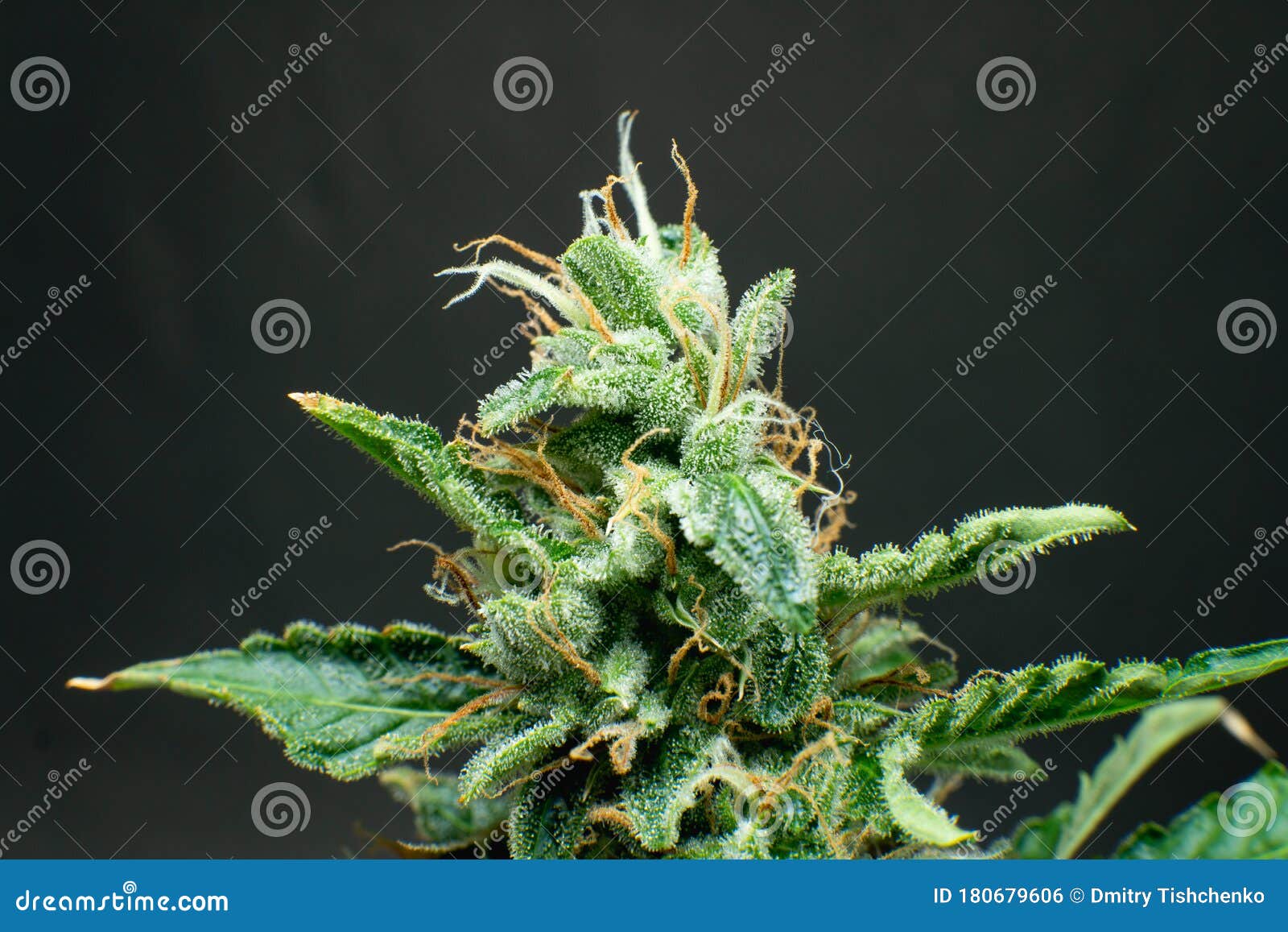 大麻印度花新鲜绿草大锅中cbd Thc 库存照片 图片包括有 大麻印度花新鲜绿草大锅中cbd Thc 库存照片 图片包括有
