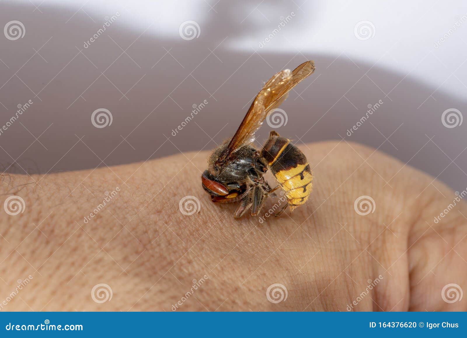 大黄蜂在白色背景中咬了人的手库存照片 图片包括有人员 现有量 危险 被攻击的 手指 健康