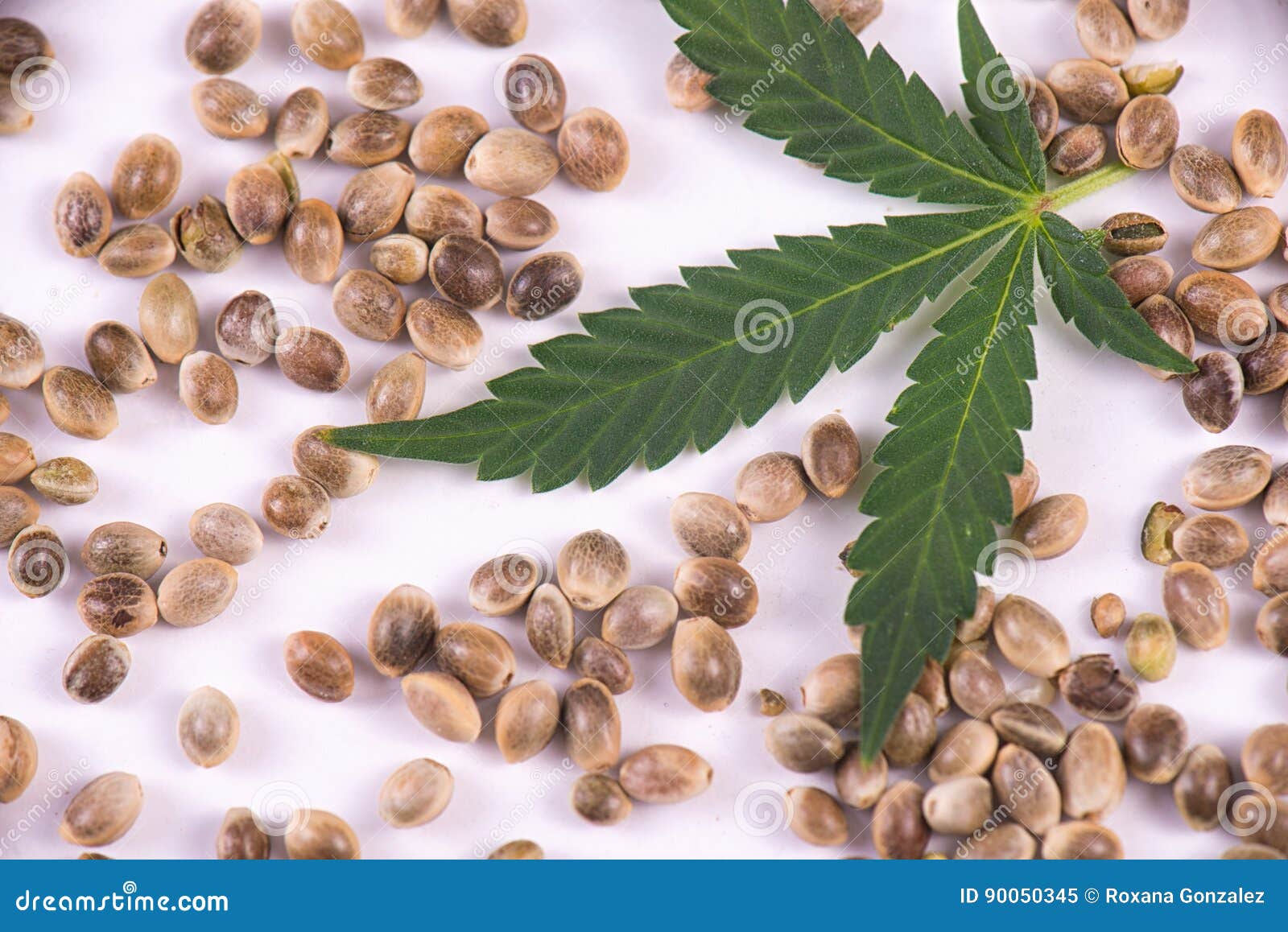 大麻种子和叶子在白色背景 大麻growin 库存图片 图片包括有