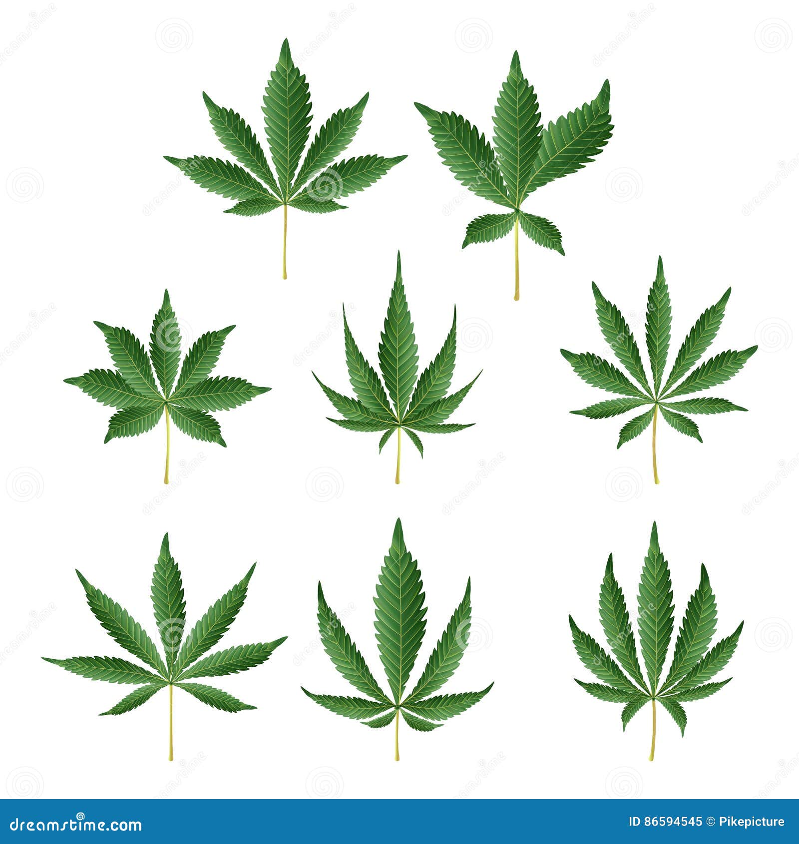 大麻绿色叶子传染媒介医药草本收藏漂白亚麻纤维的大麻或被隔绝的大麻印度例证向量例证 插画包括有医药草本收藏 漂白亚麻纤维的大麻或被隔绝的大麻印度例证
