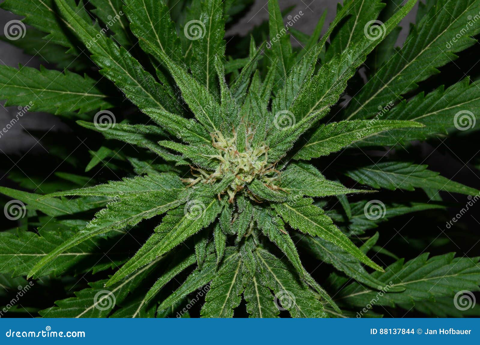 大麻花库存照片 图片包括有特写镜头 自然 背包 规定 本质 开花 耕种 医学 详细资料