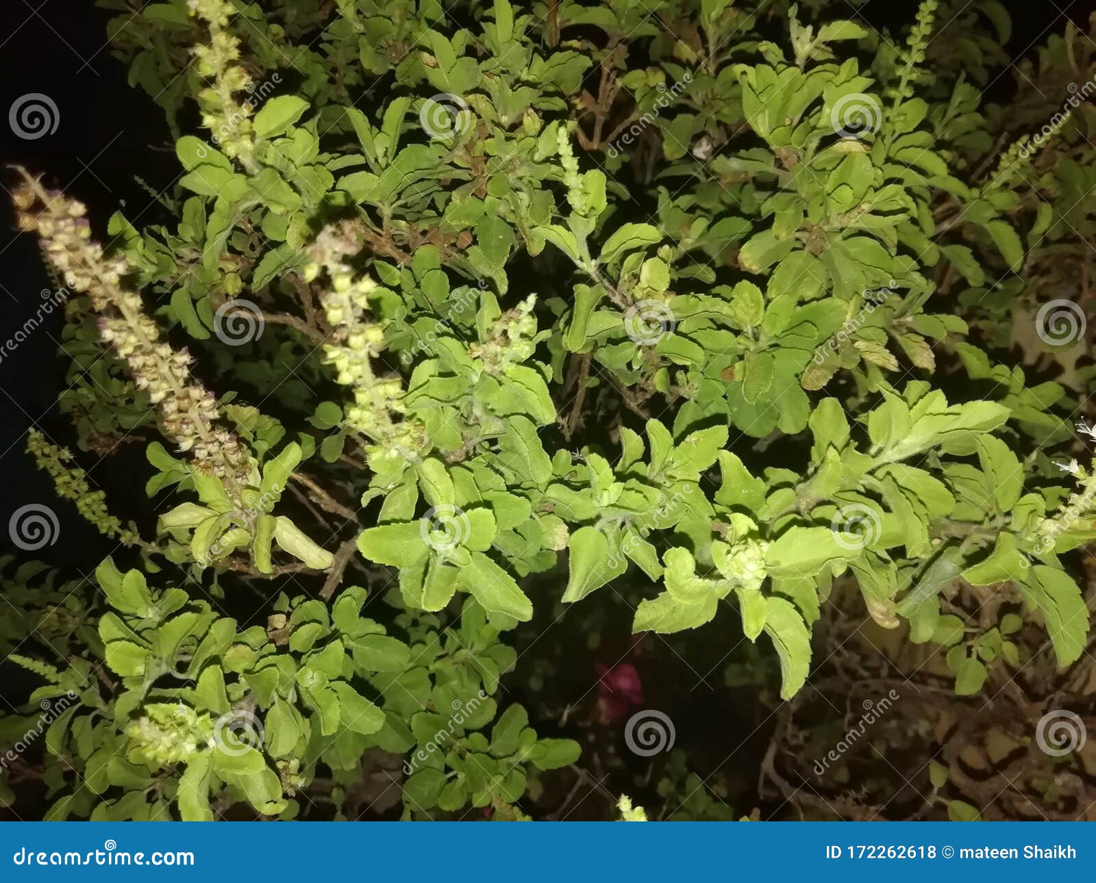 天冬菊属植物 俗称 神罗勒 或 图尔西 是一种香气多年生植物 属于兰科库存照片 图片包括有 是一种香气多年生植物 属于兰科 或图尔西 天冬菊属植物 俗称 神罗勒 或 图尔西 是一种香气多年生植物 属于兰科库存照片 图片包括有 是一种香气多年生植物 属于兰科 或图尔西