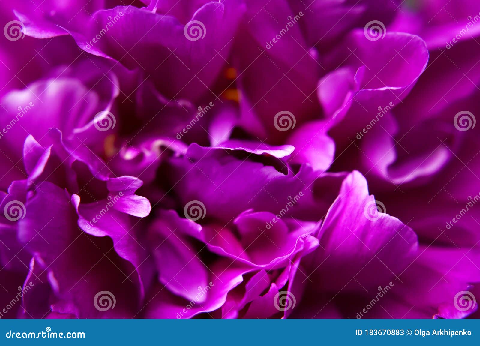 天然花卉背景粉红色紫牡丹花宏牡丹花瓣 漂亮的花壁纸花库存图片 图片包括有部分 关闭