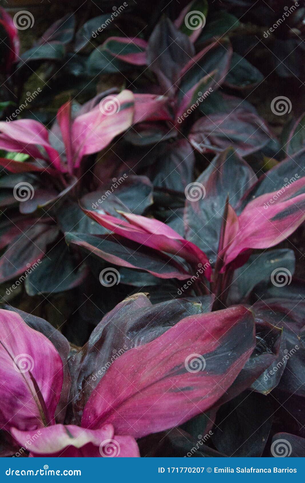 天门冬科龙血竭内奥米植物 虫草科果草种库存图片 图片包括有开花 限定范围 颜色 春天 工厂 天门冬科龙血竭内奥米植物 虫草科果草种库存图片 图片包括有开花 限定范围 颜色 春天 工厂