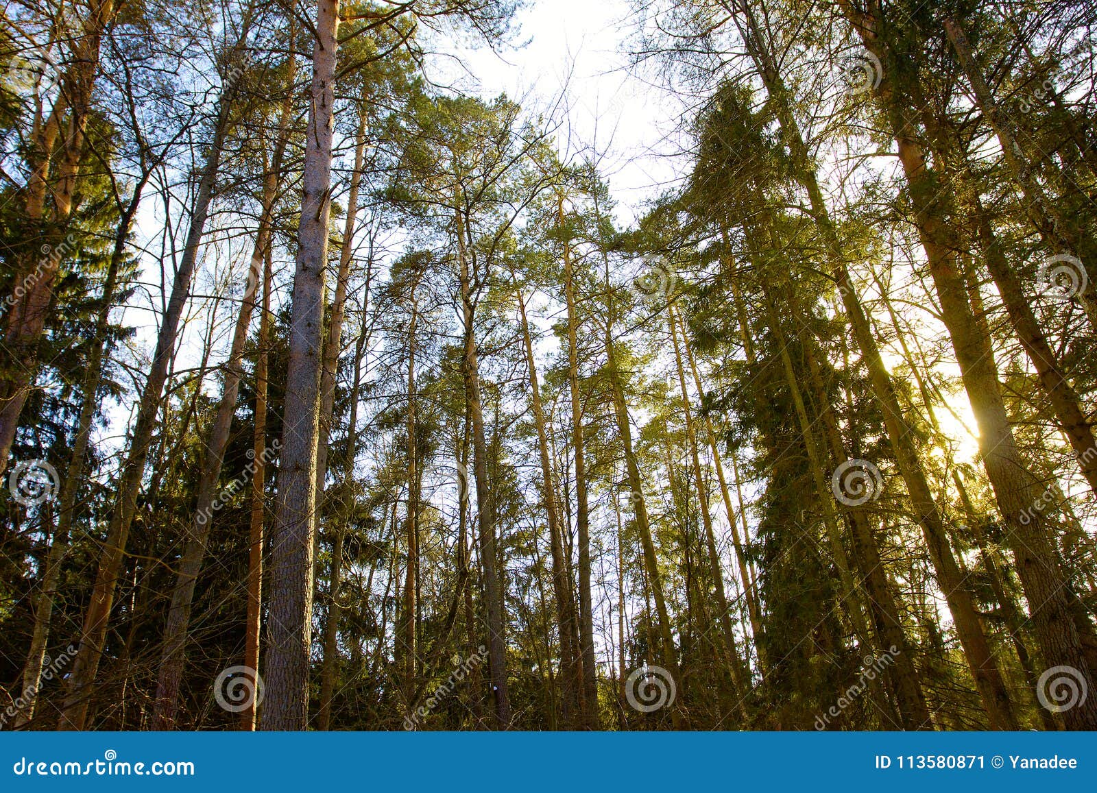 太阳在有针叶树的森林里库存图片 图片包括有绿色 光芒 魔术 背包 阳光 结构树 照亮