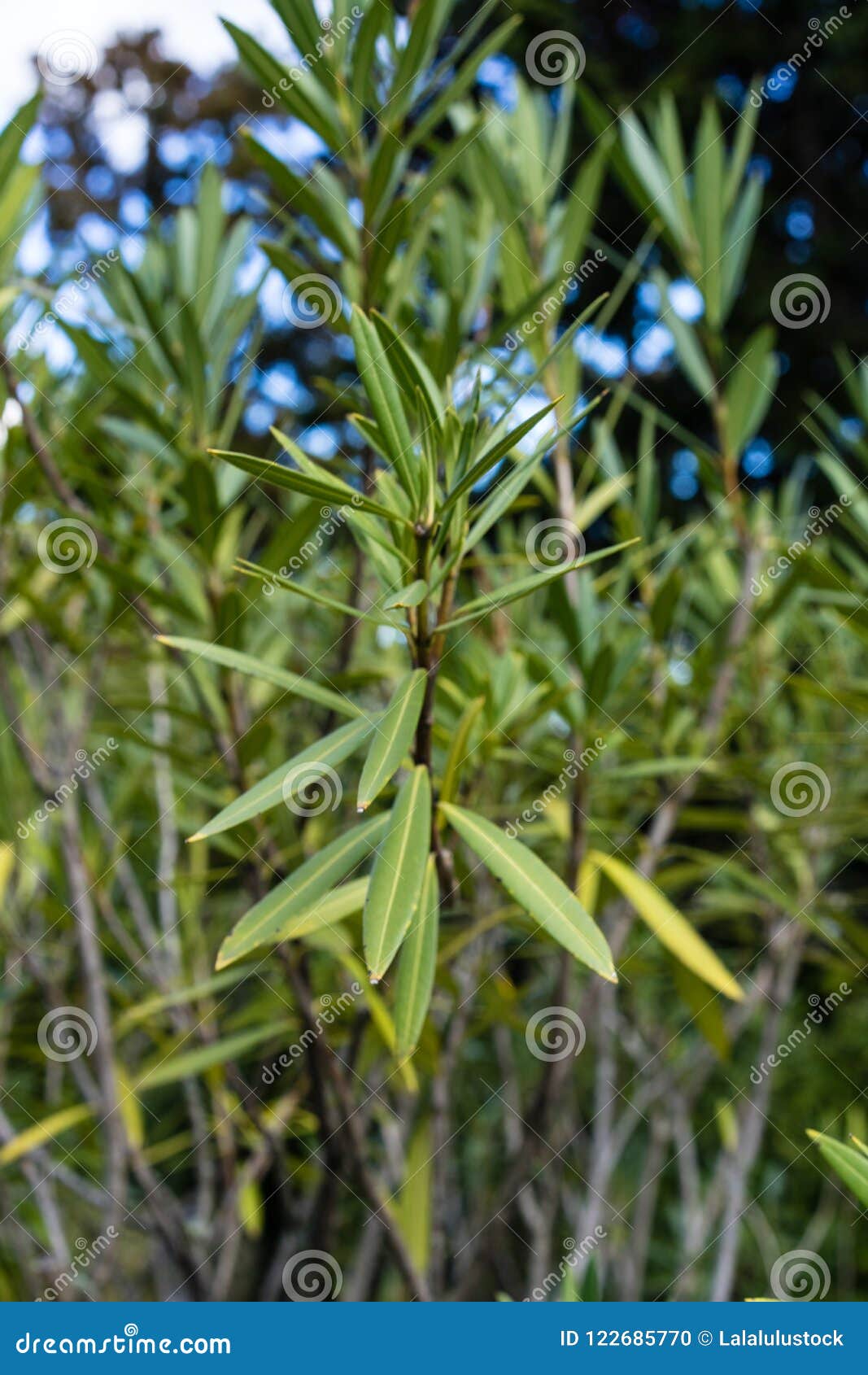 夹竹桃夹竹桃植物绿色叶子库存照片 图片包括有夹竹桃夹竹桃植物绿色叶子