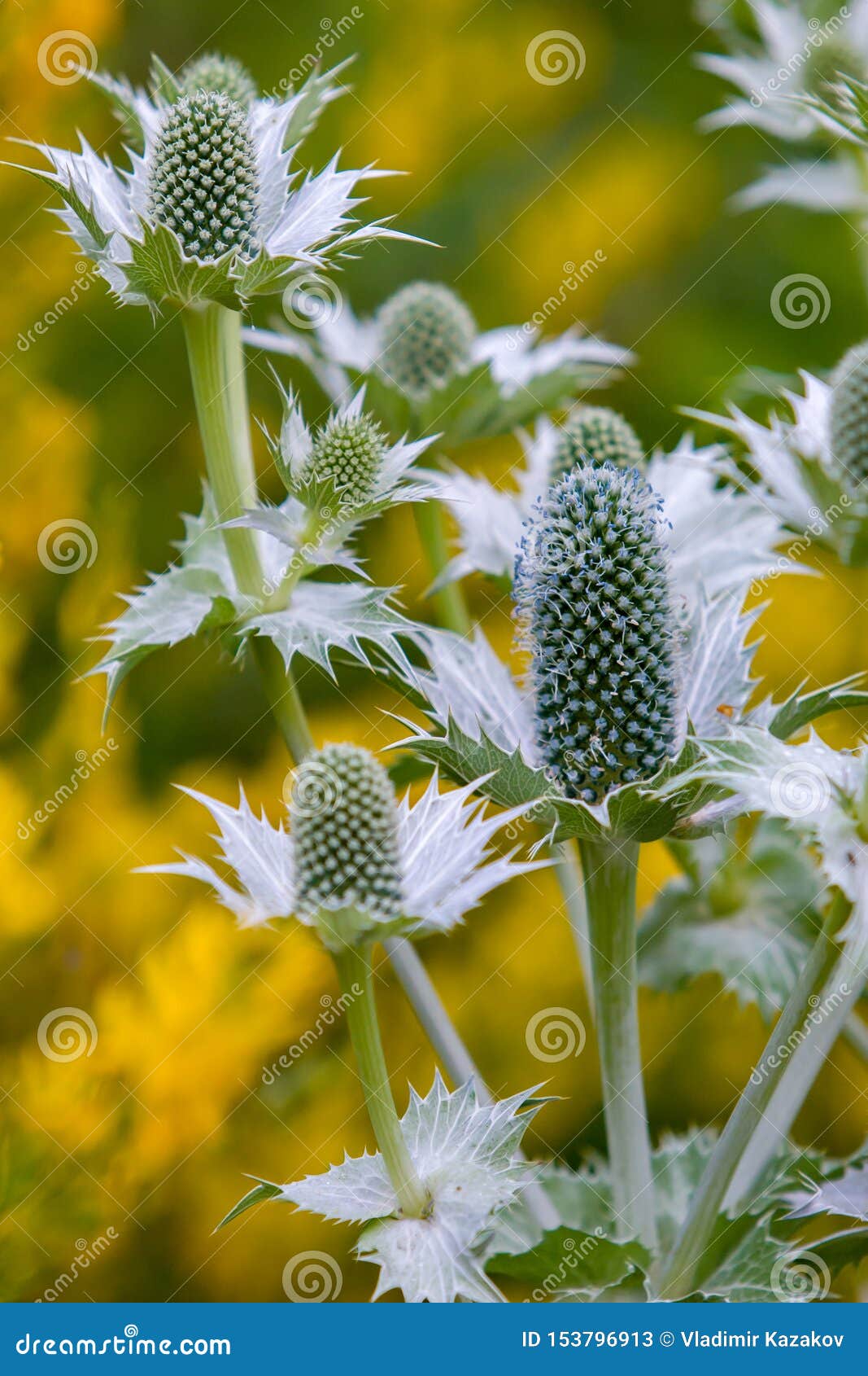 奇怪的植物或椭圆形花与多刺的叶子和蓝色蓬松纤维库存图片 图片包括有