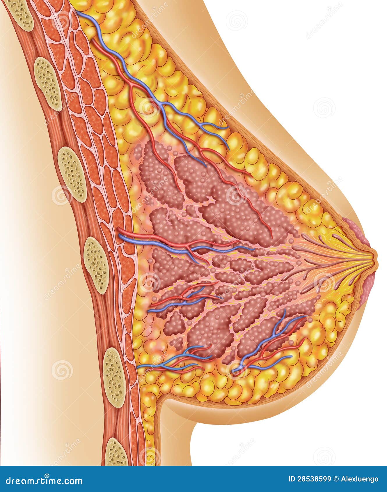 女性乳房解剖学库存例证 插画包括有 女性乳房解剖学库存例证 插画包括有
