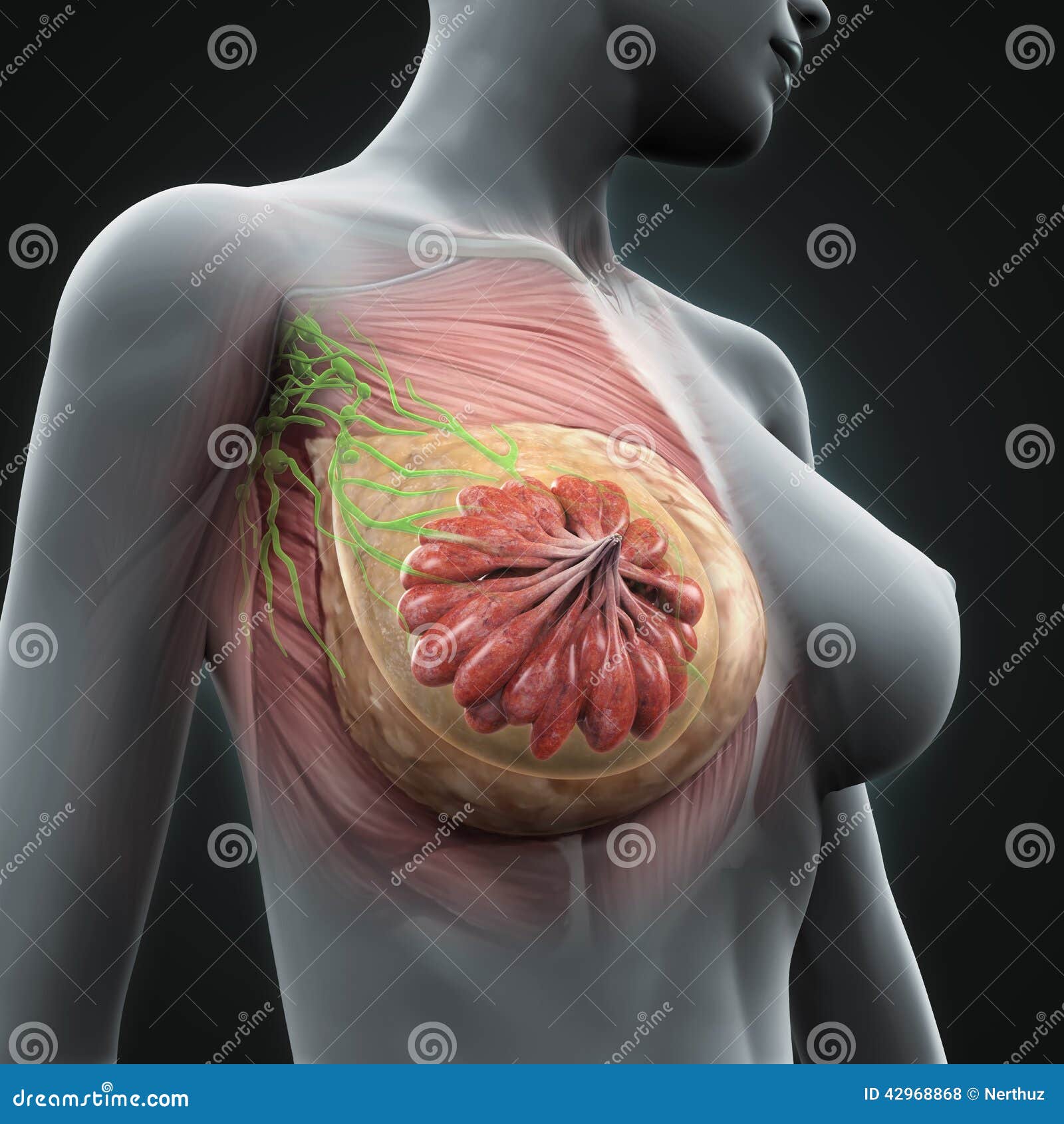 女性乳房解剖学库存例证 插画包括有 女性乳房解剖学库存例证 插画包括有