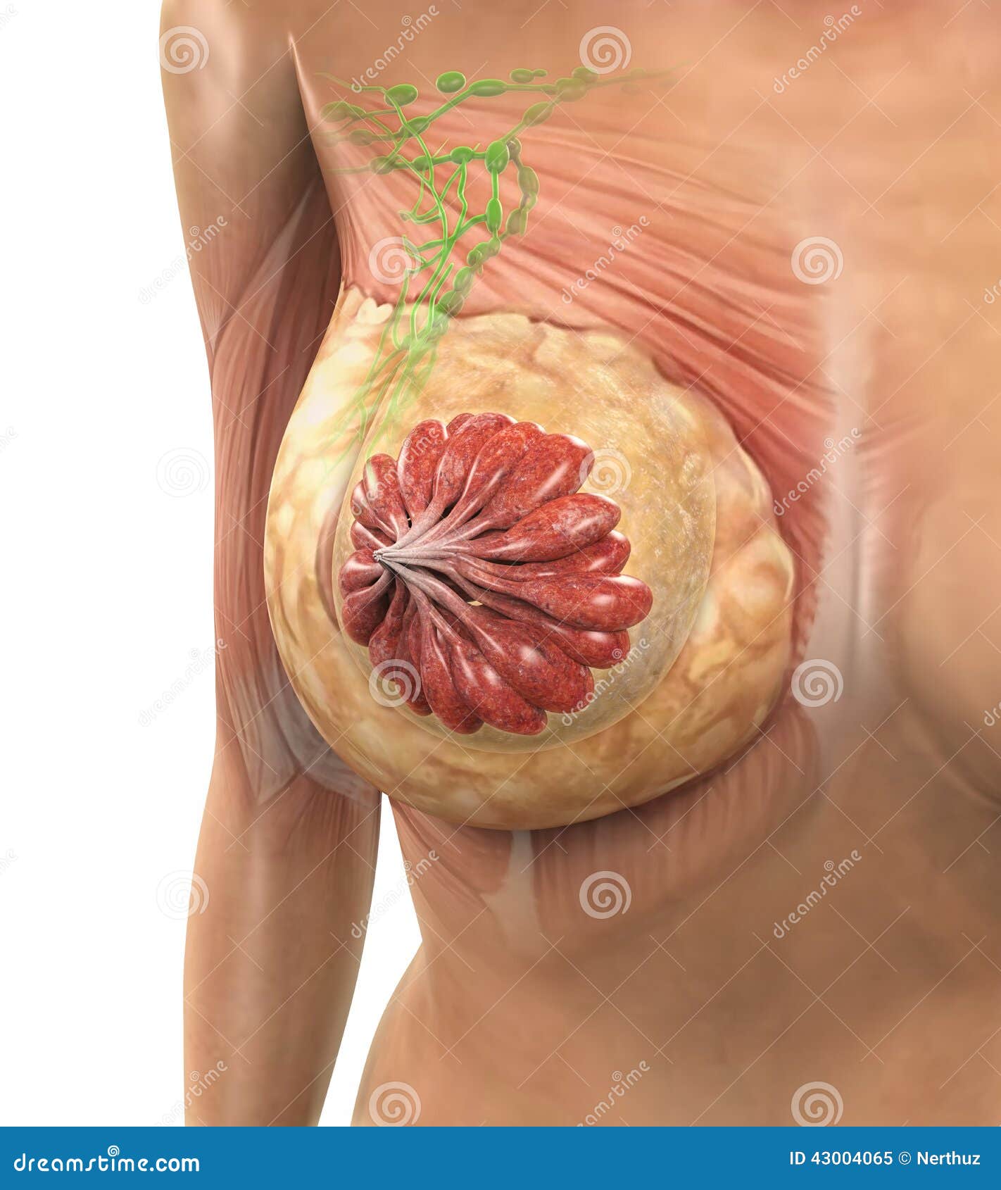 女性乳房解剖学库存例证 插画包括有 女性乳房解剖学库存例证 插画包括有