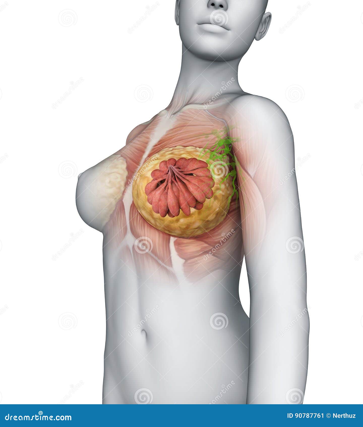 女性乳房解剖学库存例证 插画包括有患者 传记 胸口 乳头 器官 女主持人 例证 爱好健美者 女性乳房解剖学库存例证 插画包括有患者 传记 胸口 乳头 器官 女主持人 例证 爱好健美者