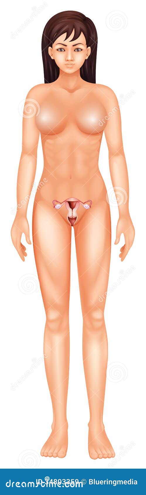 女性生殖器库存例证 插画包括有