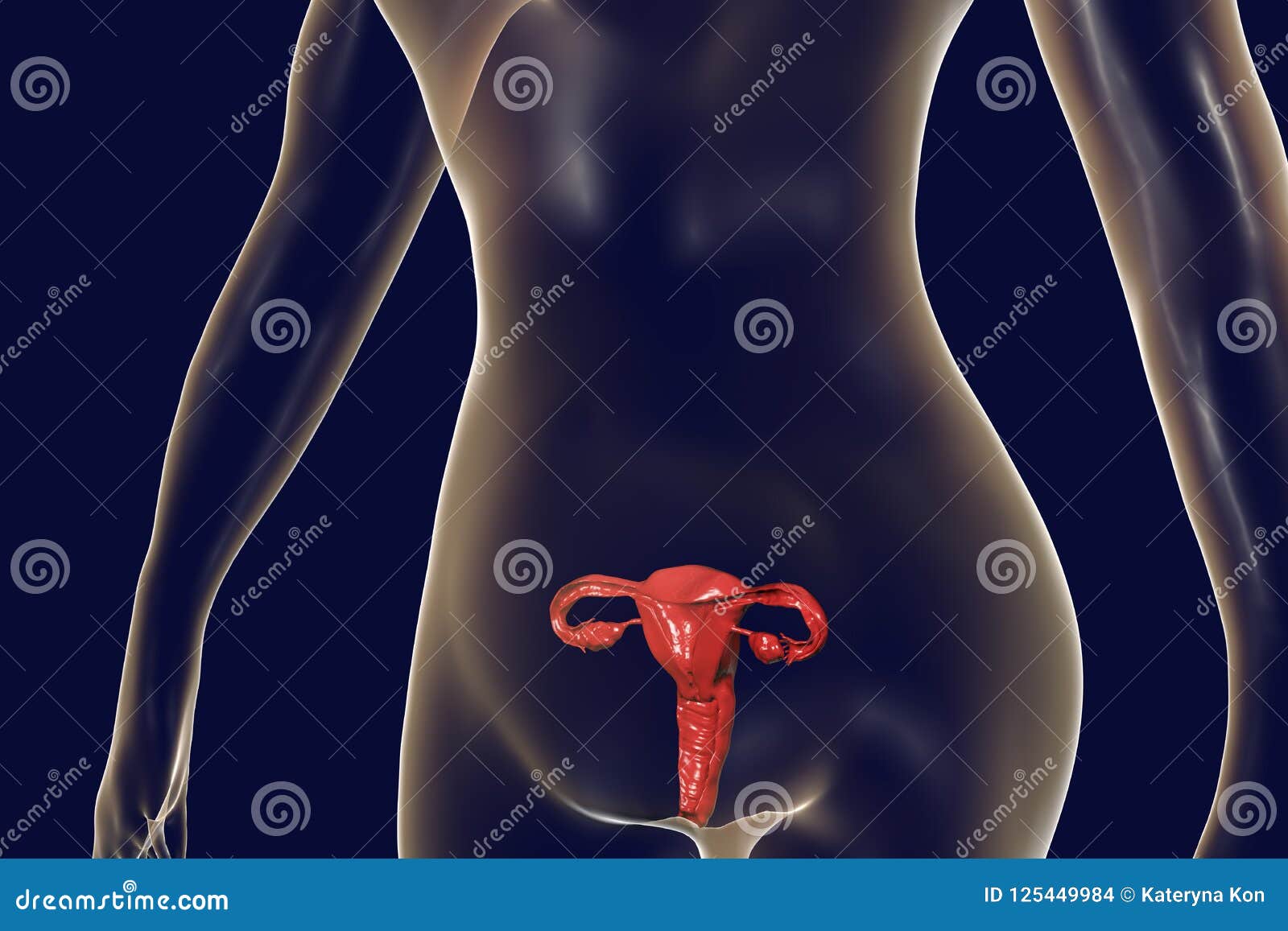 女性生殖系统解剖学库存例证 插画包括有健康 排卵 受精 人力 爱好健美者 交叉 卵巢