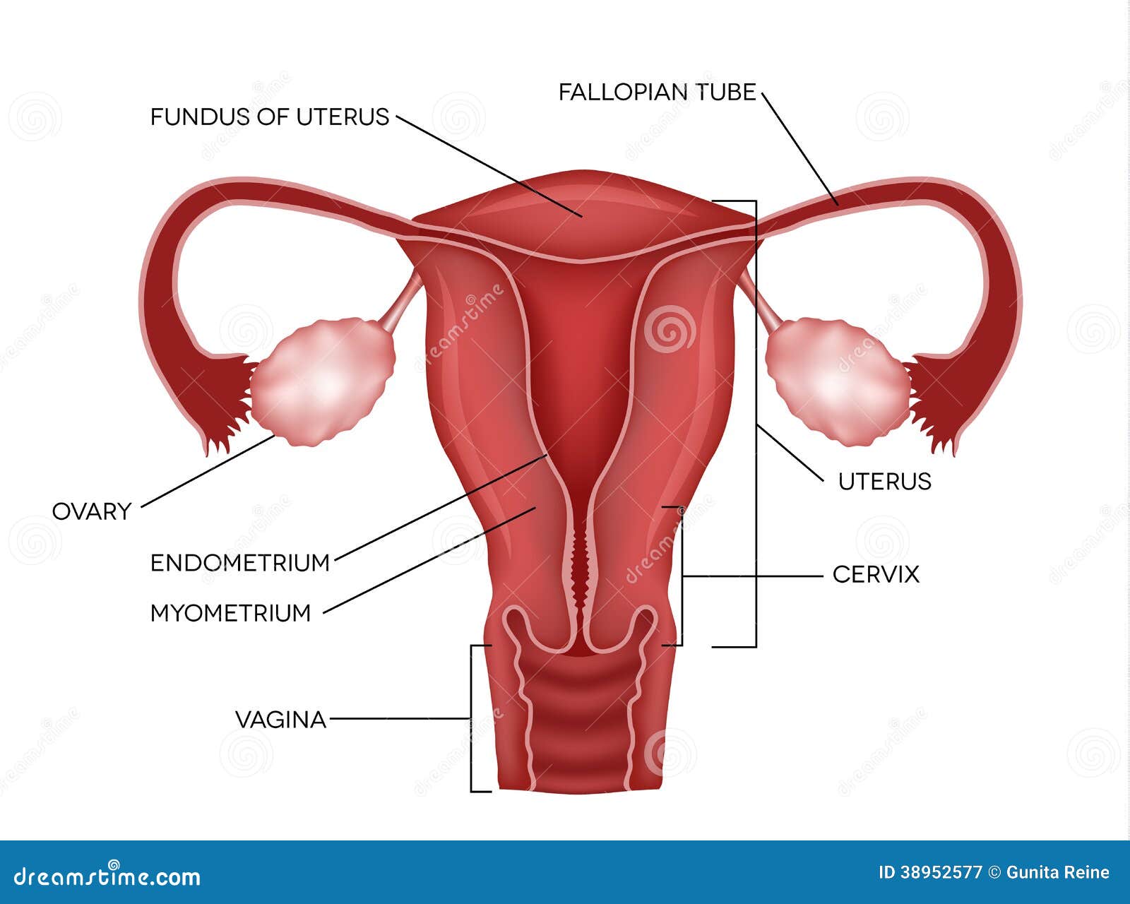 女性生殖系统向量例证 插画包括有图表 怀孕 例证 生育力 人力 子宫颈 医疗 关心
