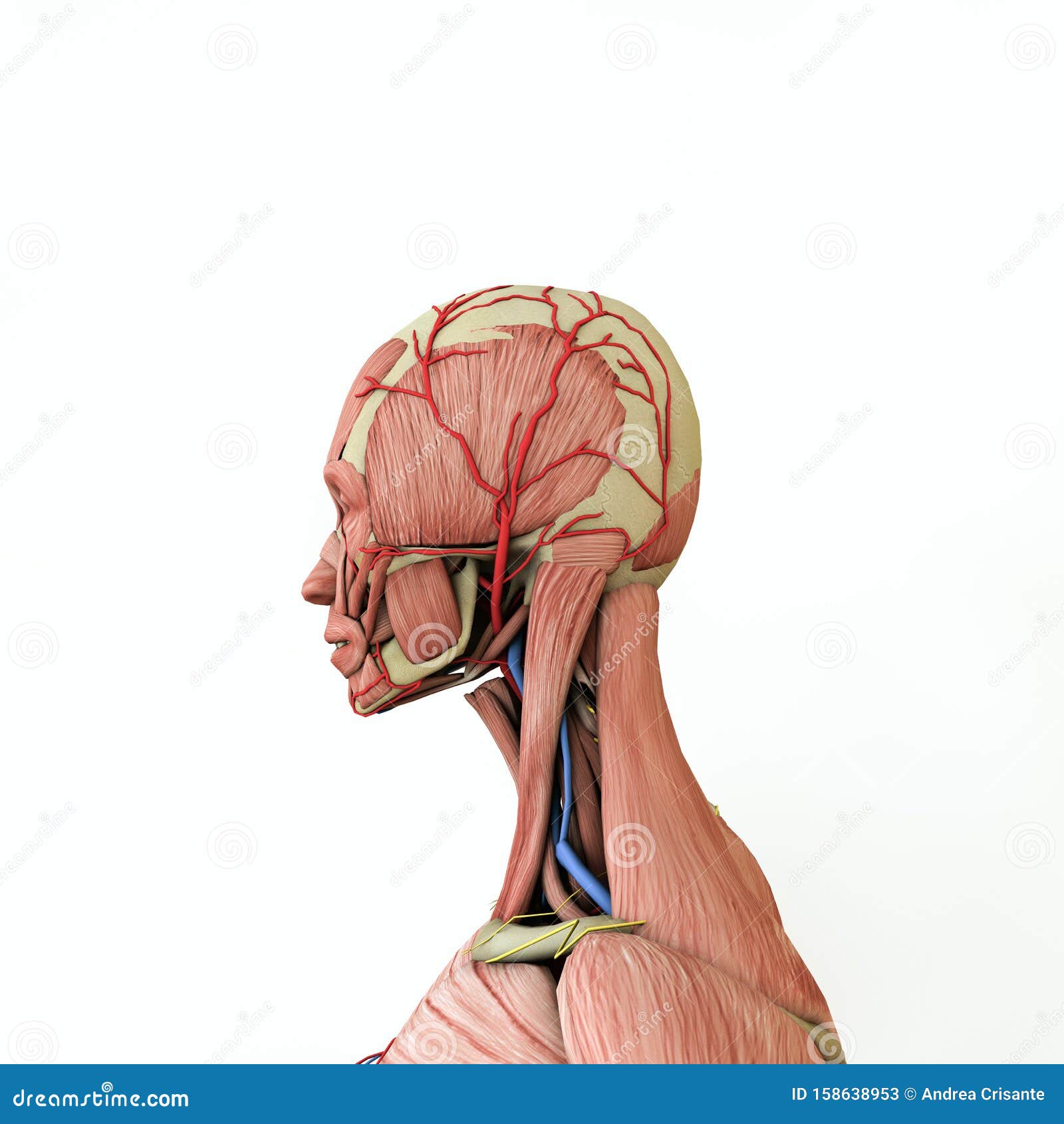 女性解剖模型库存例证 插画包括有 女性解剖模型库存例证 插画包括有