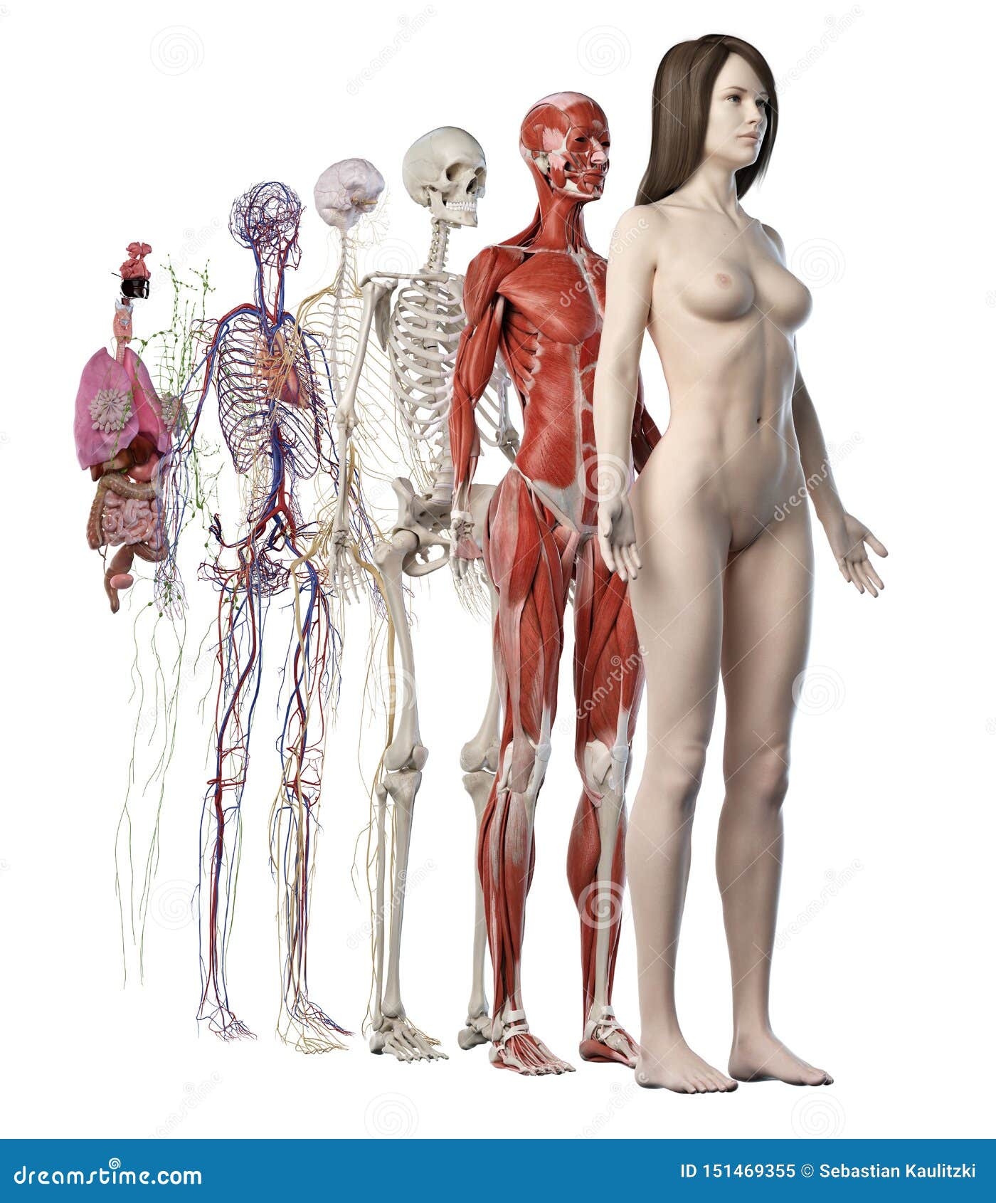 女性解剖系统库存例证 插画包括有 女性解剖系统库存例证 插画包括有
